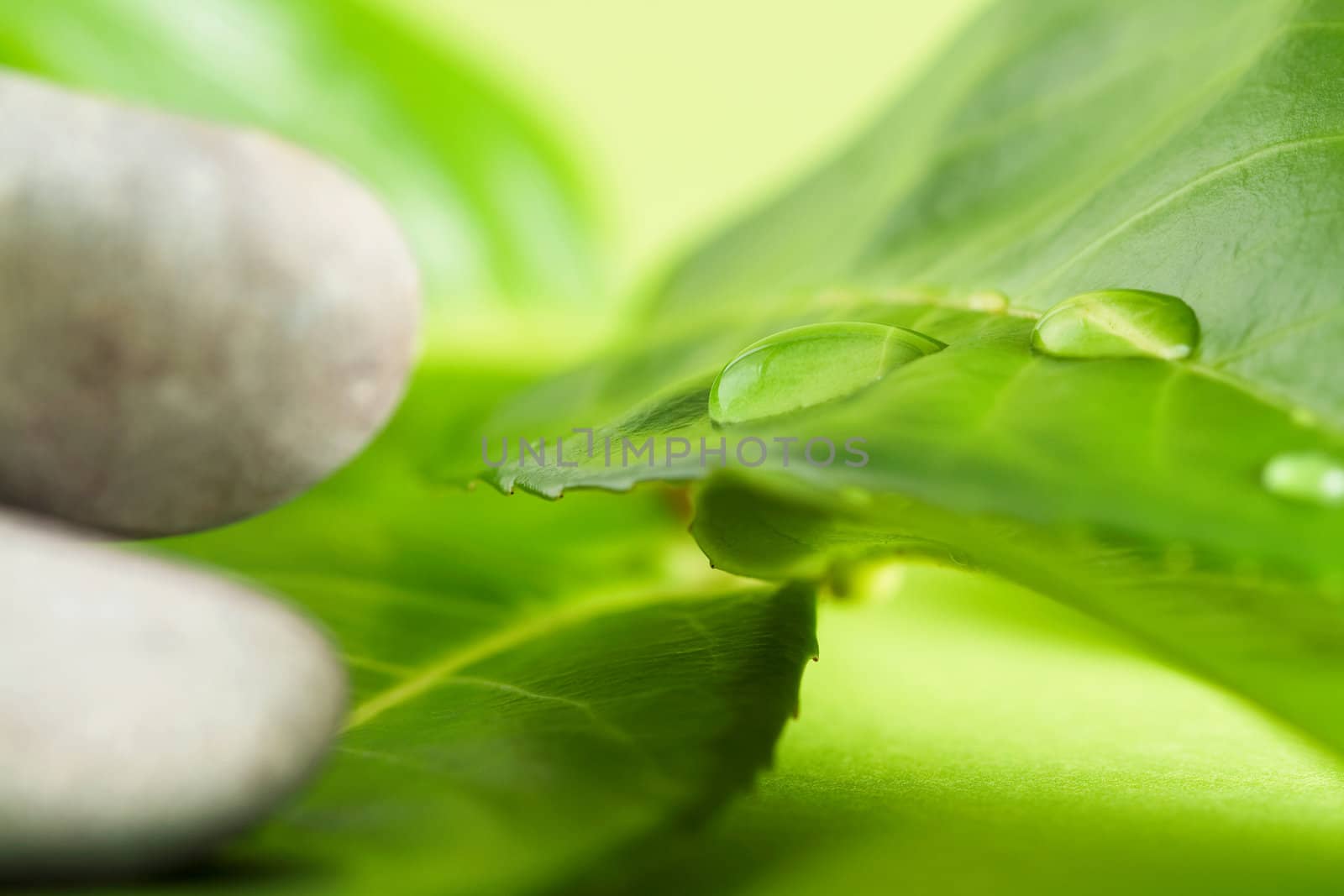 Water drops on a green leaf in front of a light/luminiscent green/yellow background with massage stones