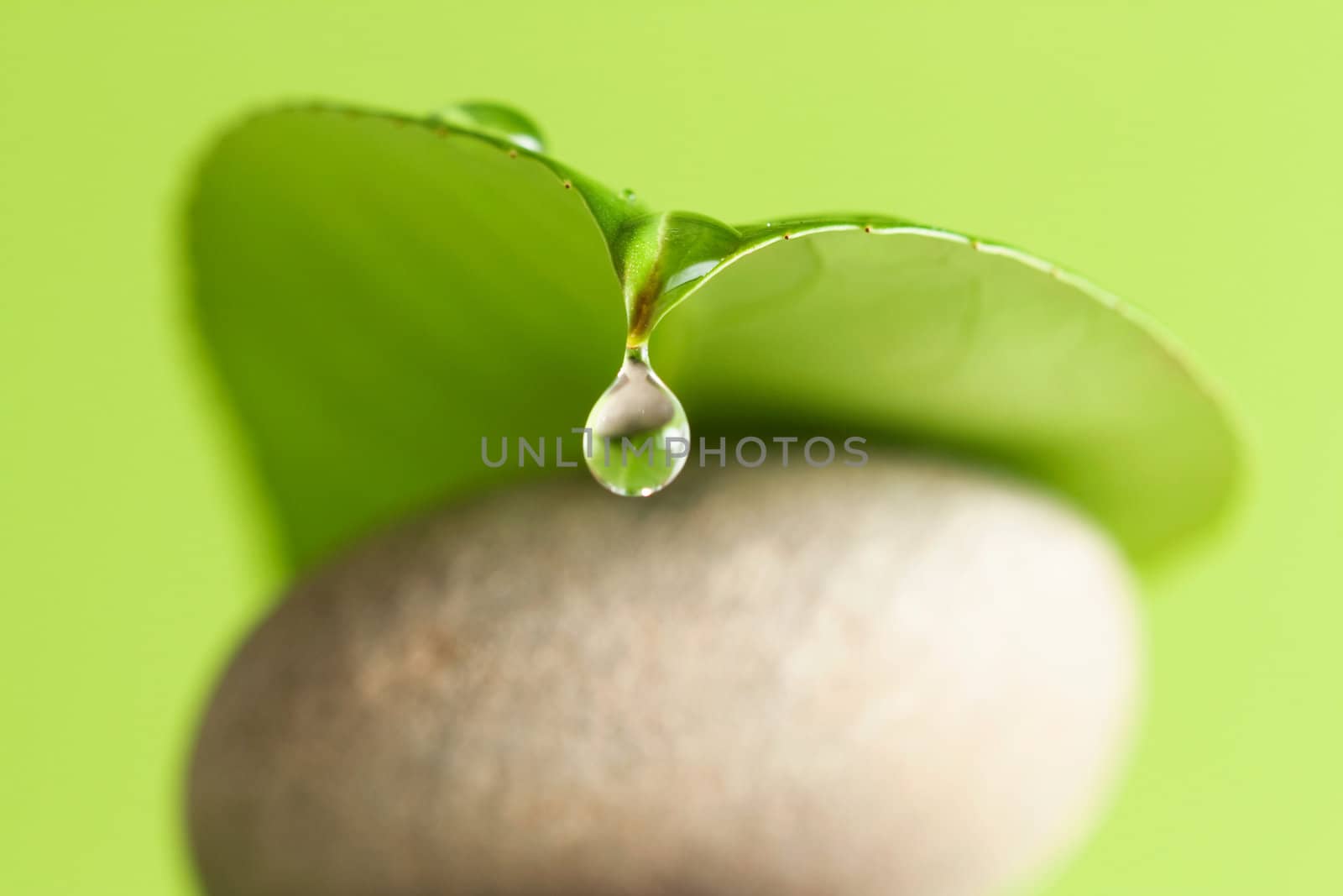 A water drop drip from a green leaf lying on stones