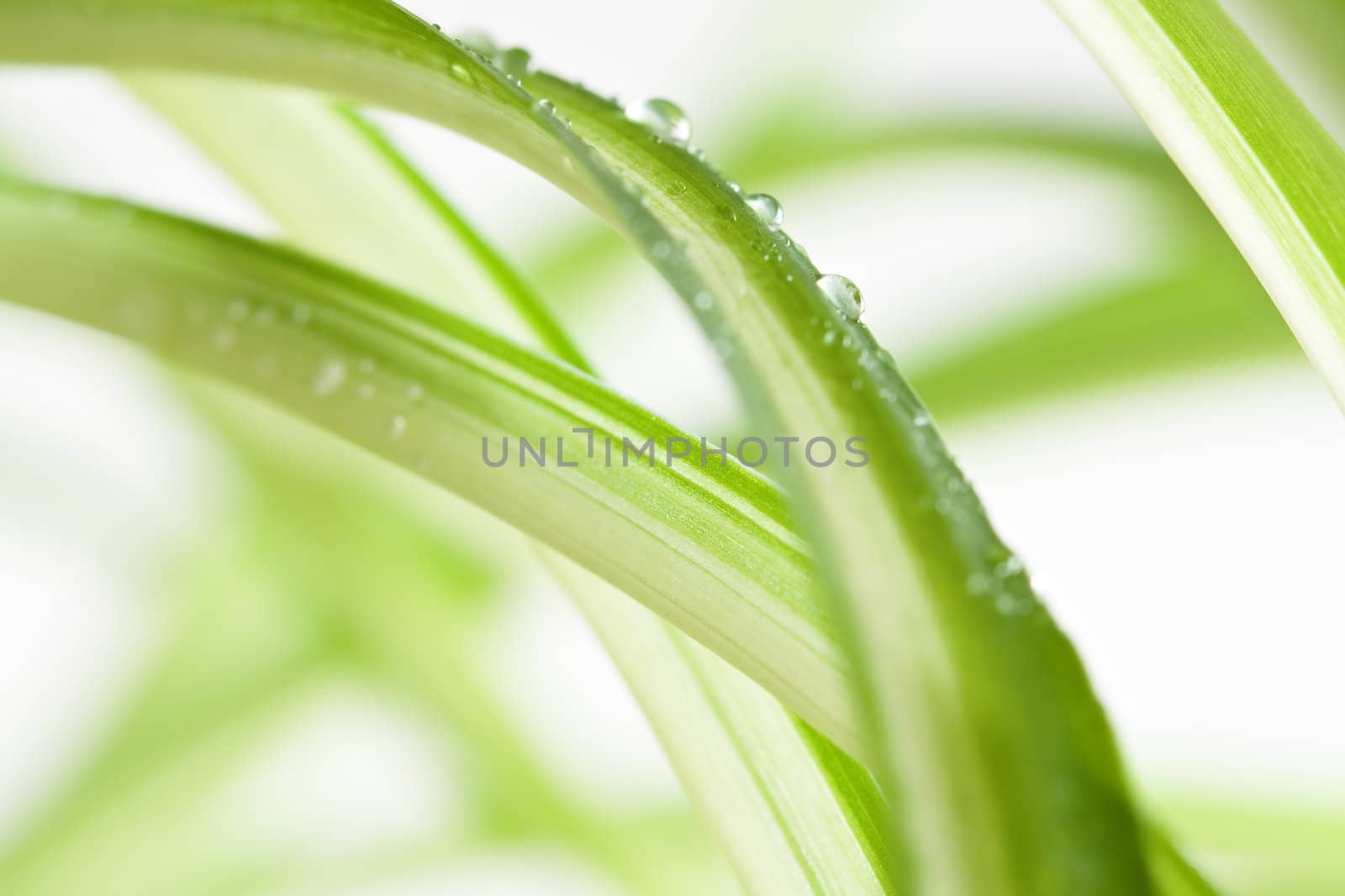 Water drops on a plant in front of a white background