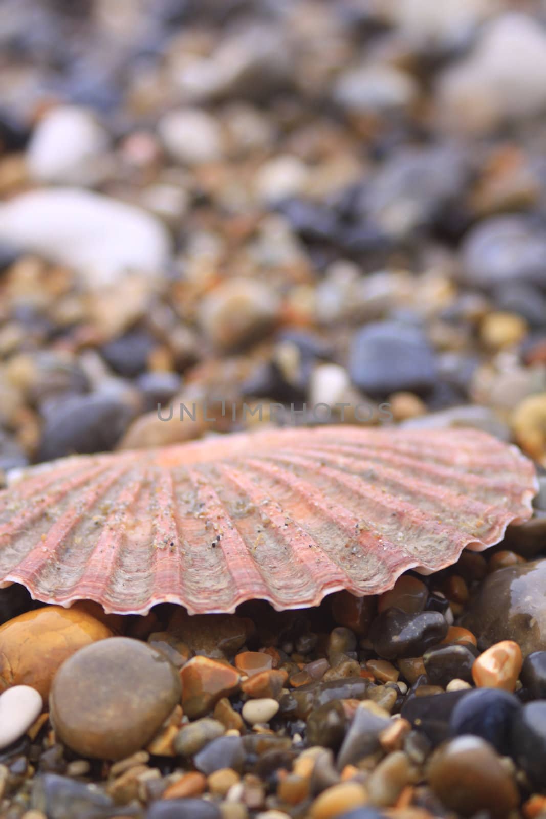 A half scallop shell amongst wet stones on a beach. Focus on middle distance to image.