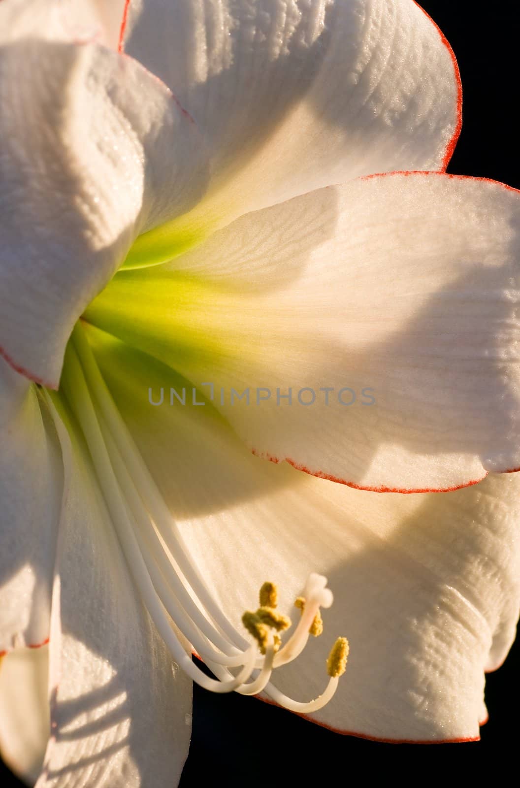 Hippeastrum Picotee Flower in close view in late evening sunlight