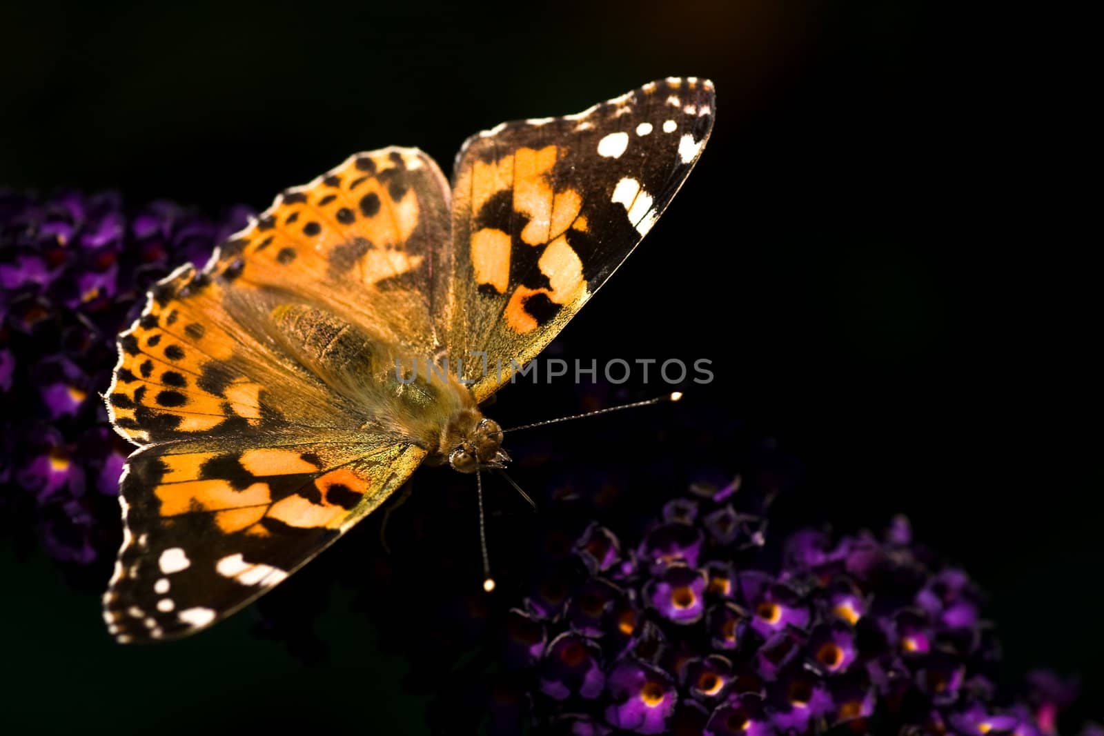 Painted lady on butterfly bush in summer by Colette