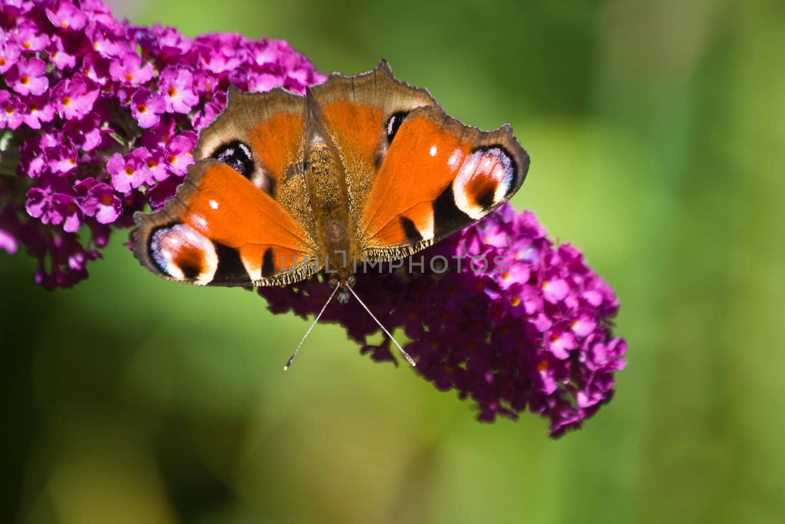 Colorful Peacock getting nectar from pink butterfly bush