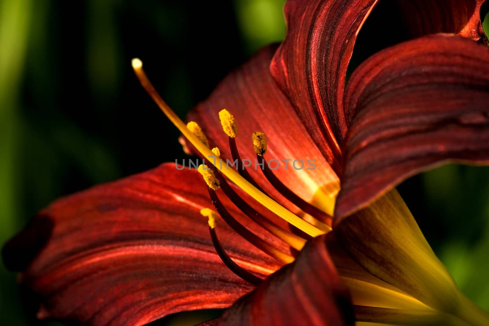 Dark red daylily bllooming on summer day in close view