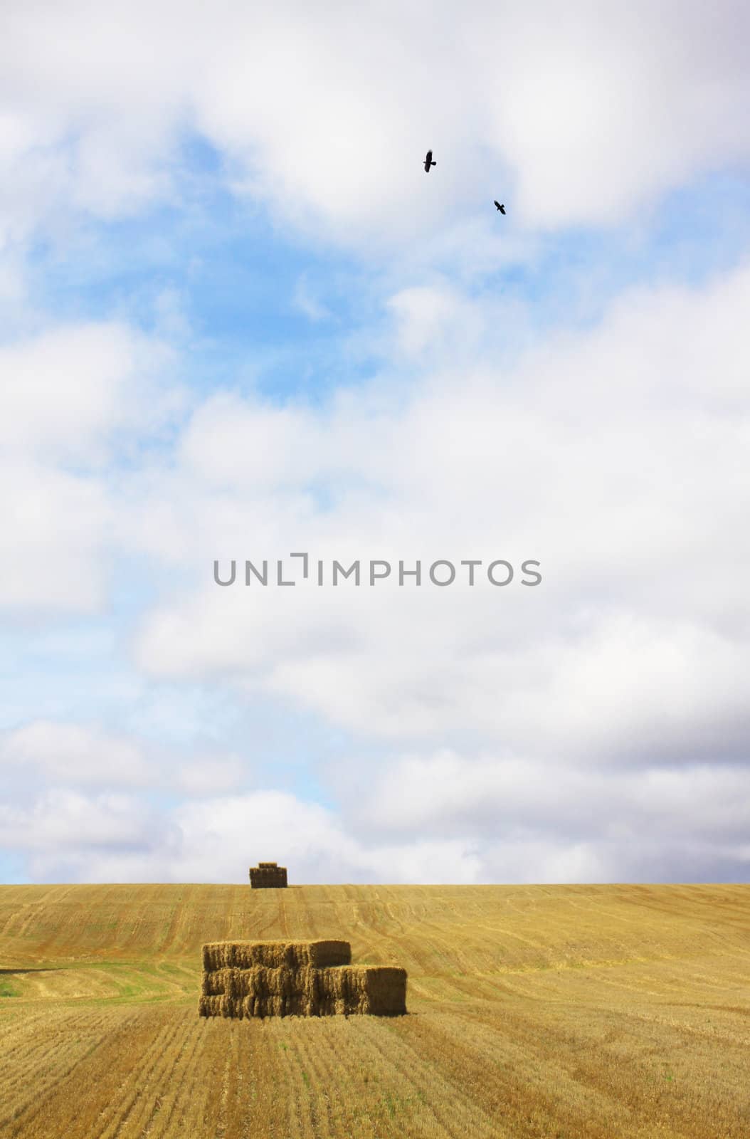 A freshly harvested field of wheat. A low horizon image with straw bails in middle distance and on horizone plane. Two lone crows fly over the field across summer cloudes.