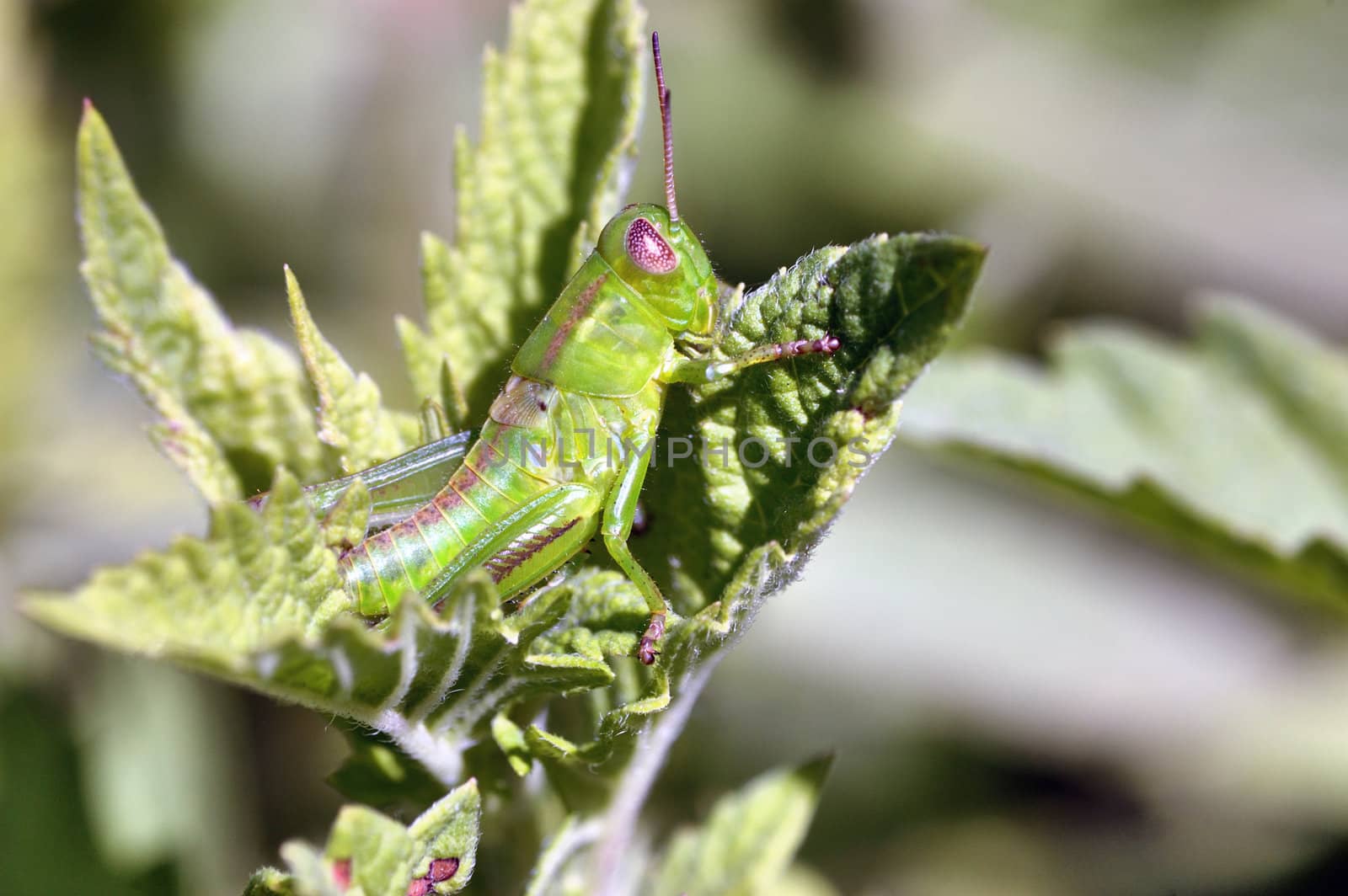 A grasshopper perched on a plant leaf.
