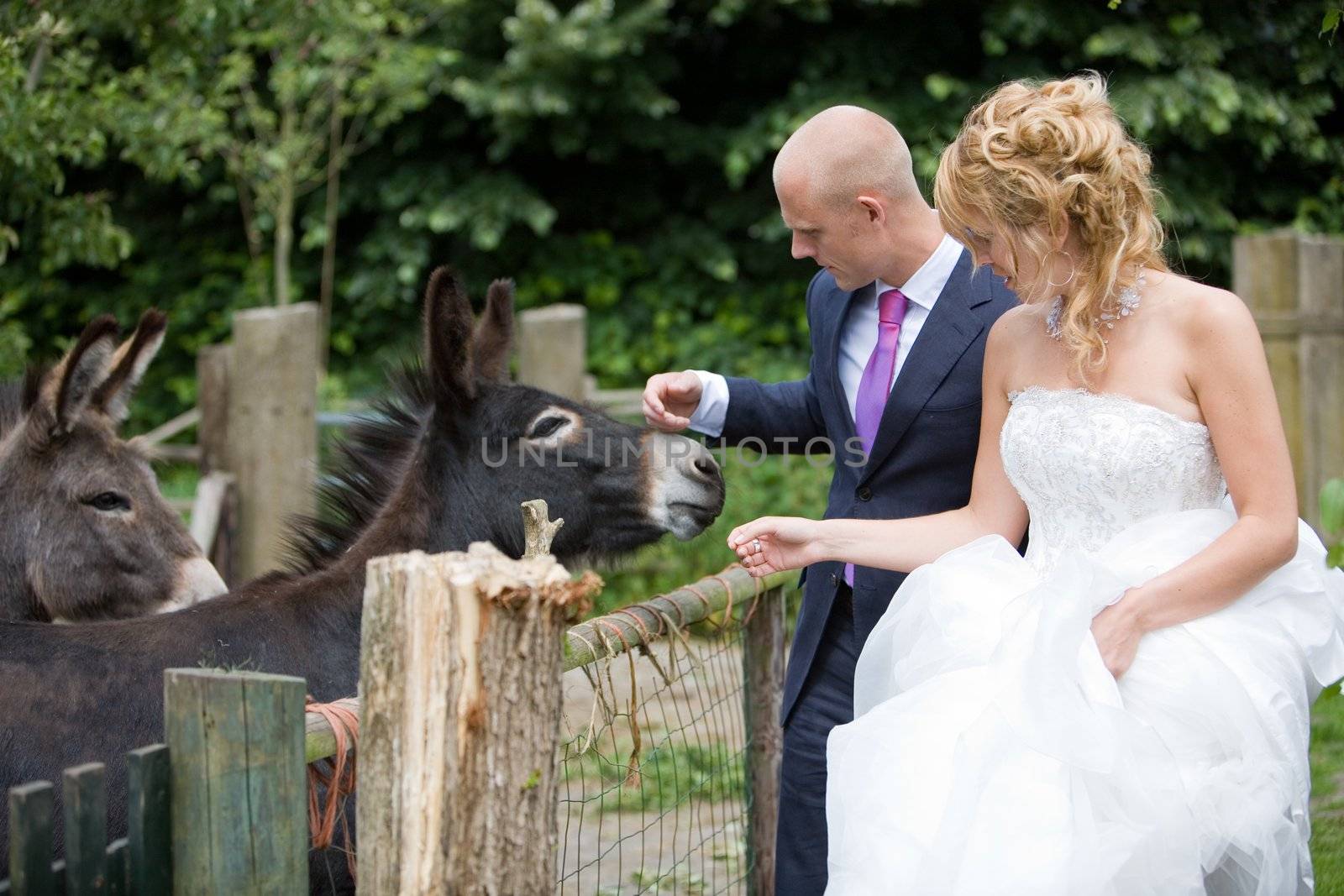 Newly wed couple standing close to a donkey being carefull not to get too close