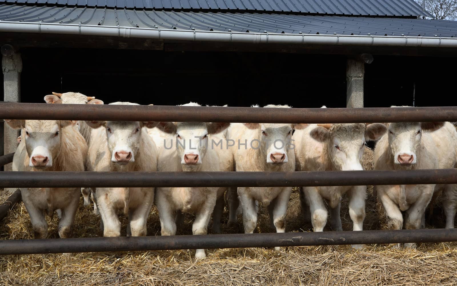 Some white cows look in a camera