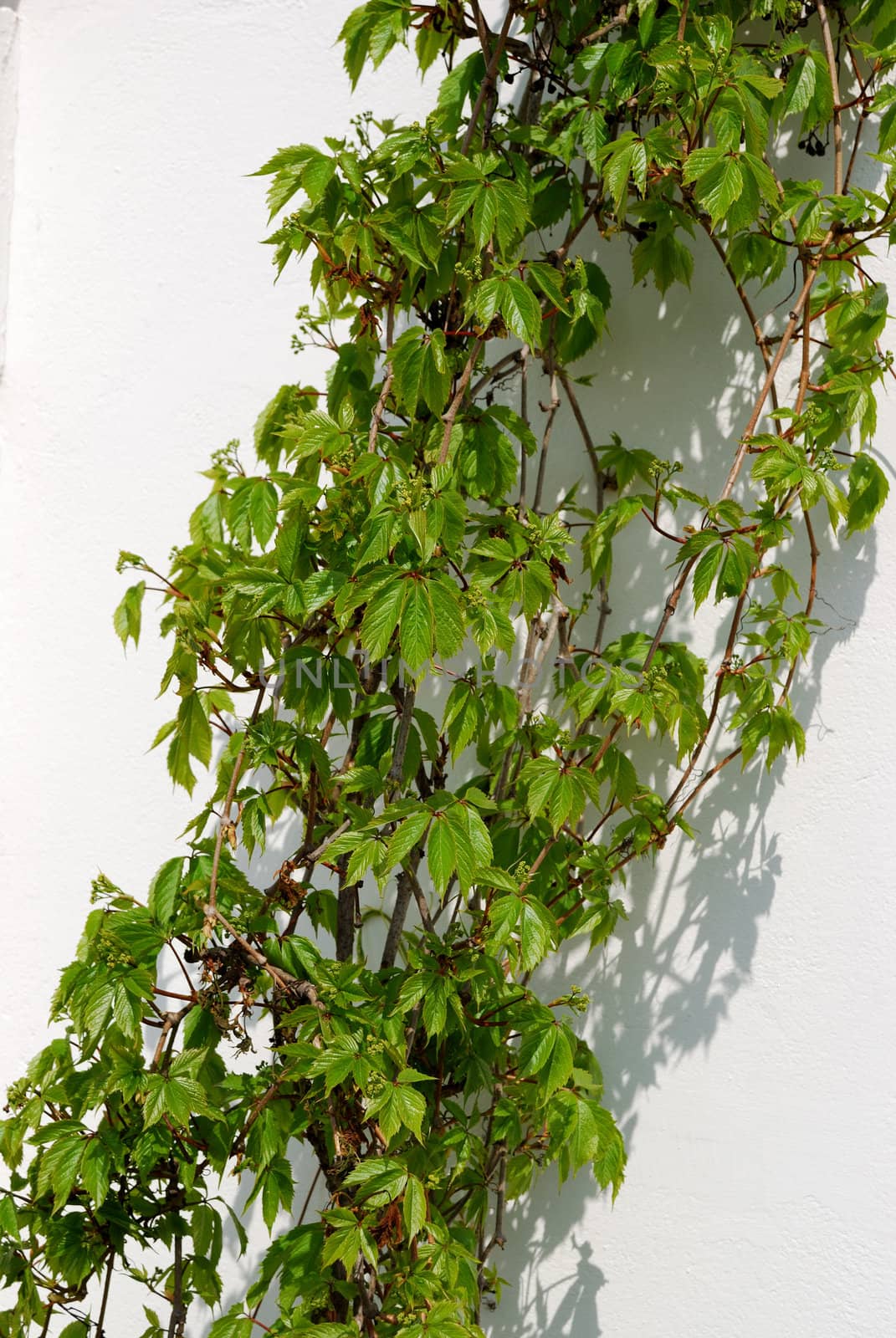 Vine on a white stone wall