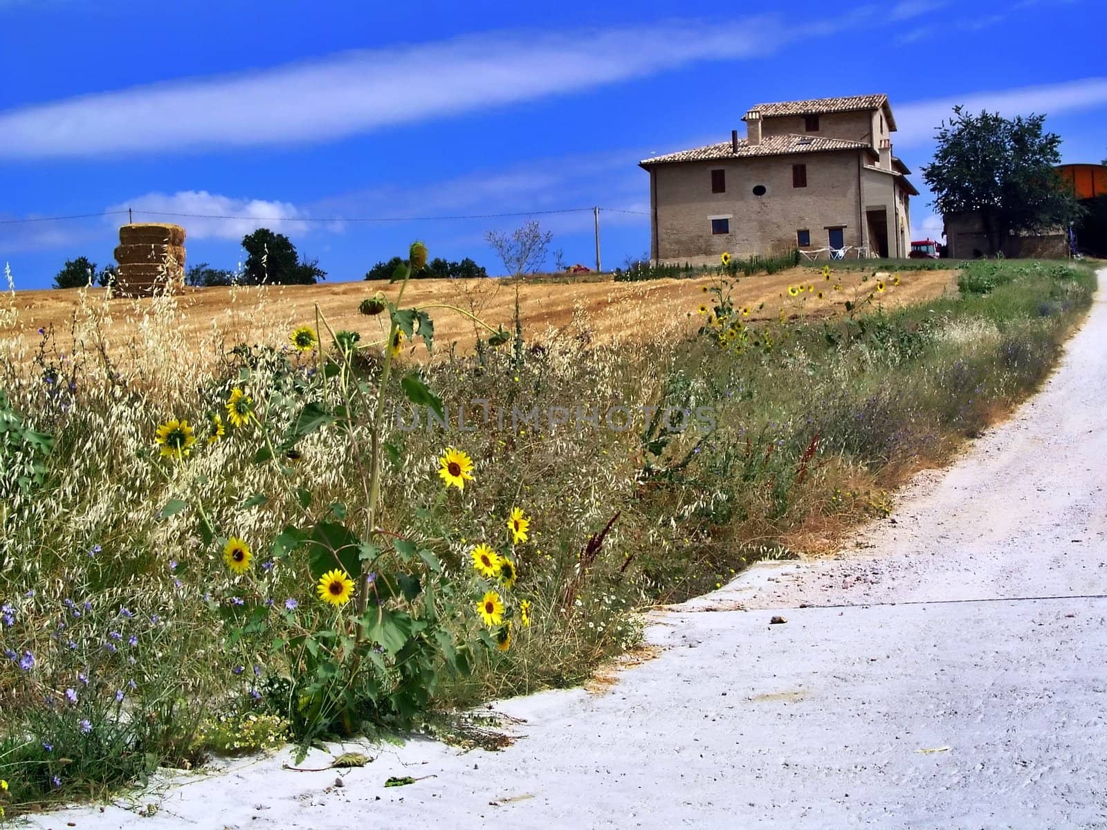 Italian farm with sunflowers