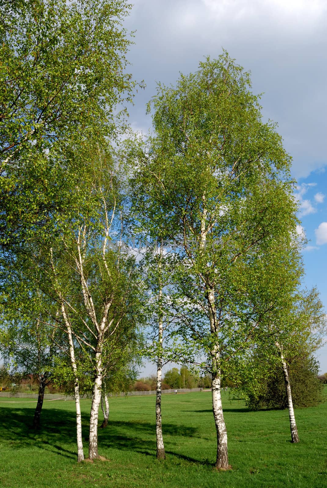 Traditional russian landscape with birch trees.