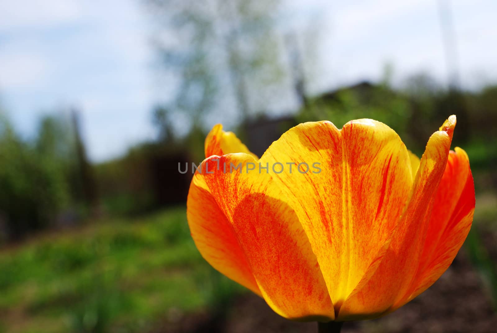 Backlit orange tulip