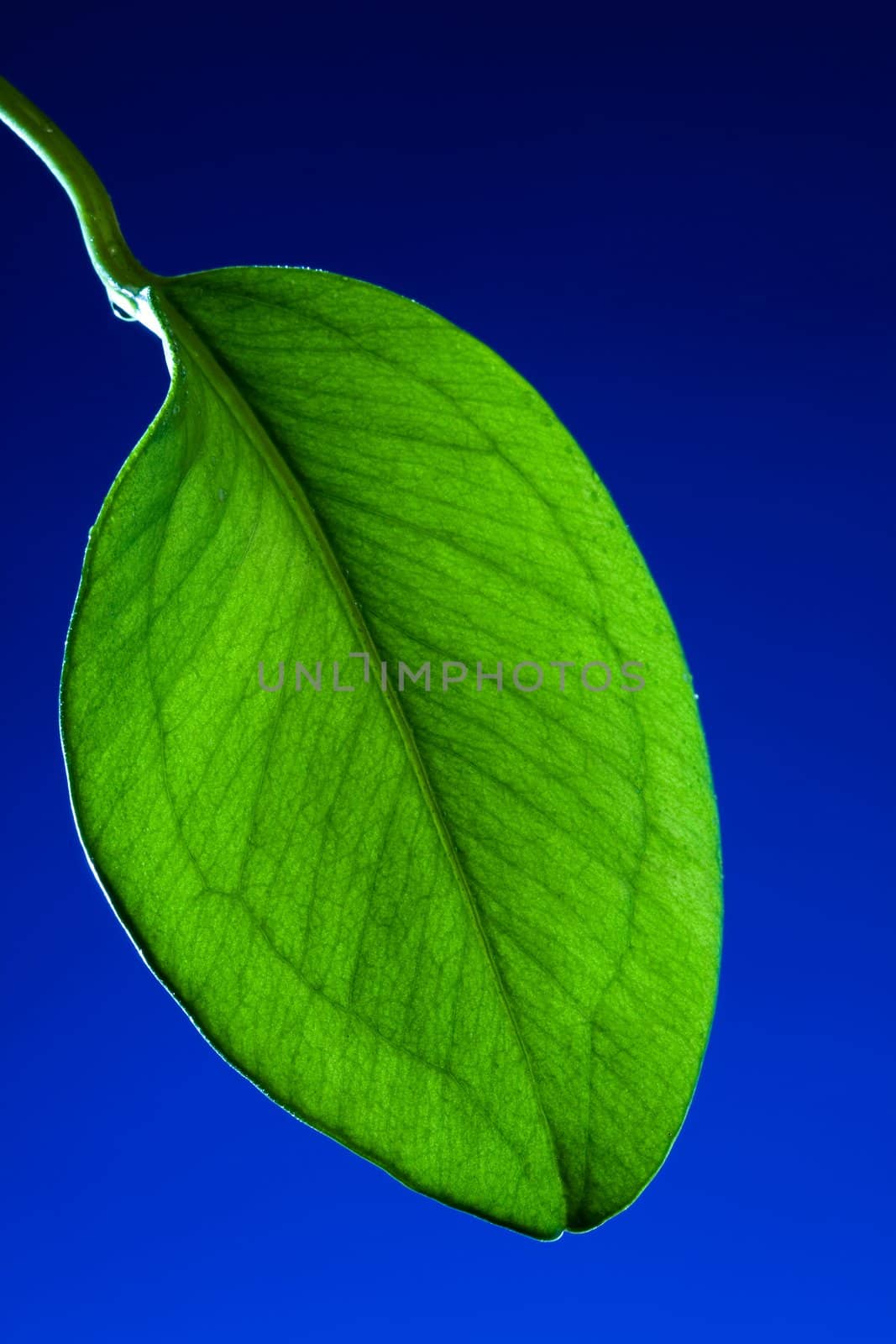 leaf  by Gravicapa