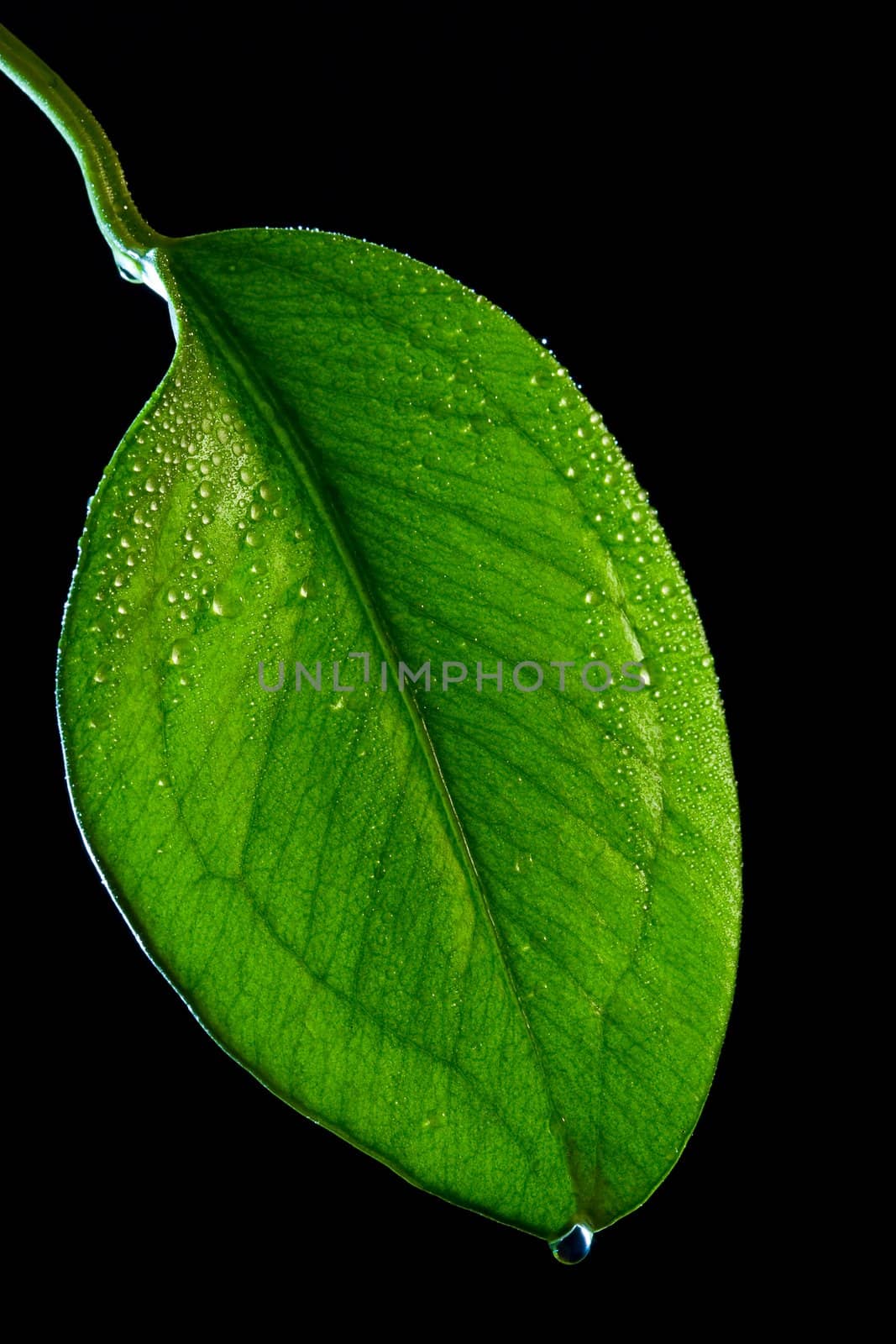 Glossy green sheet on a black background
