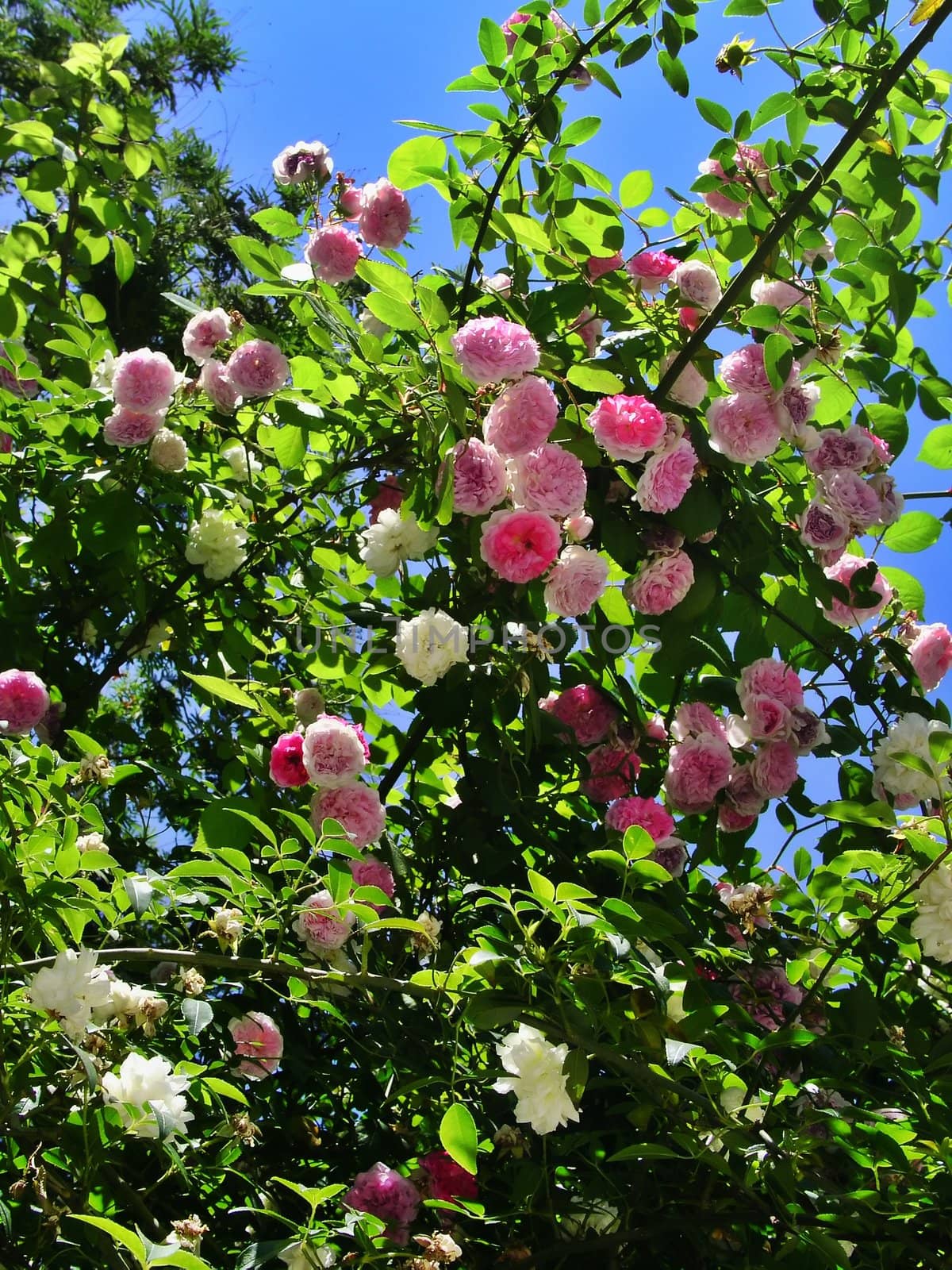 A bush of roses - Rosa muscosa centifolia