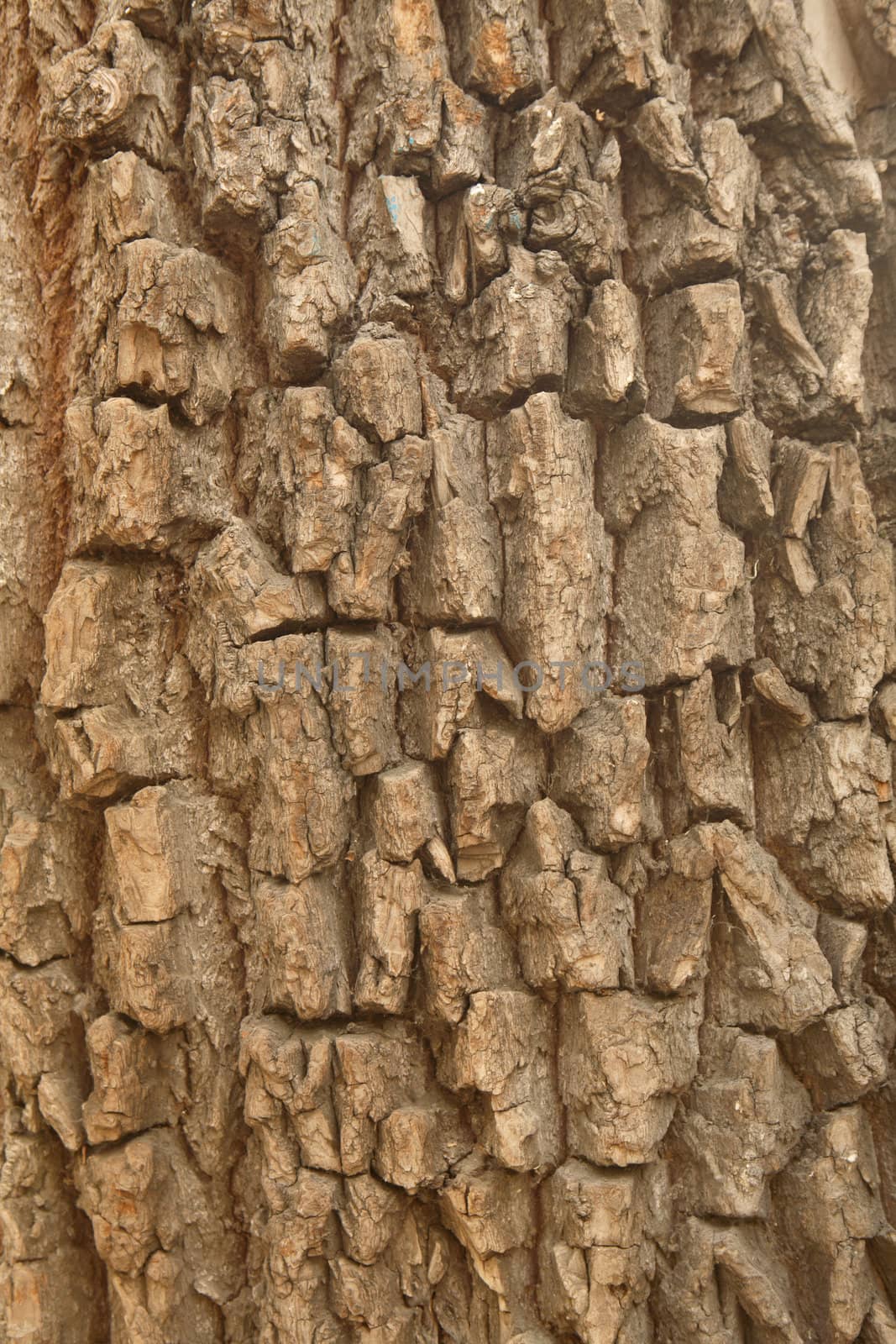 Bark of an old tree