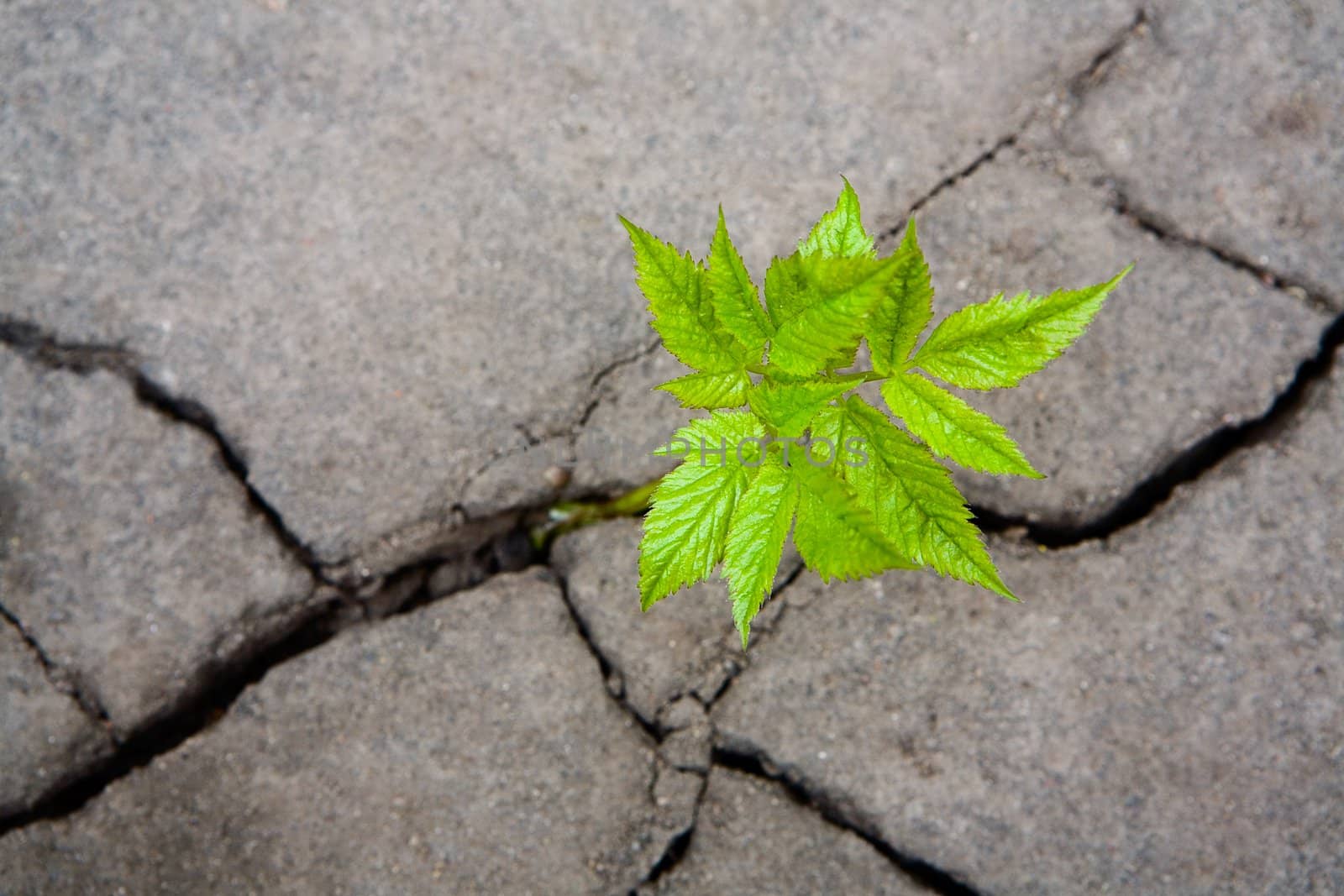 Small green sprout in the dry cracked soil
