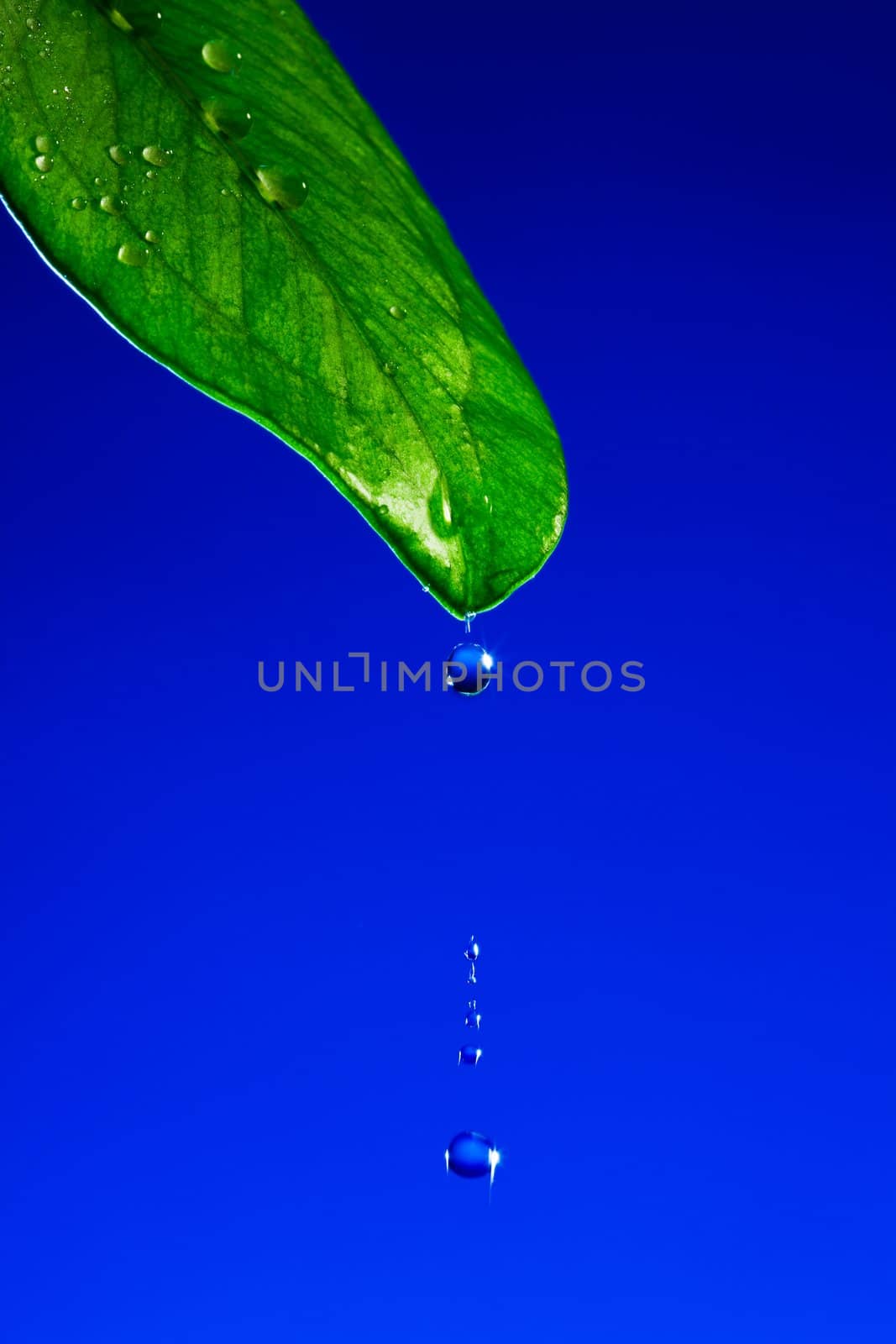 Green leaf close up on a dark blue background
