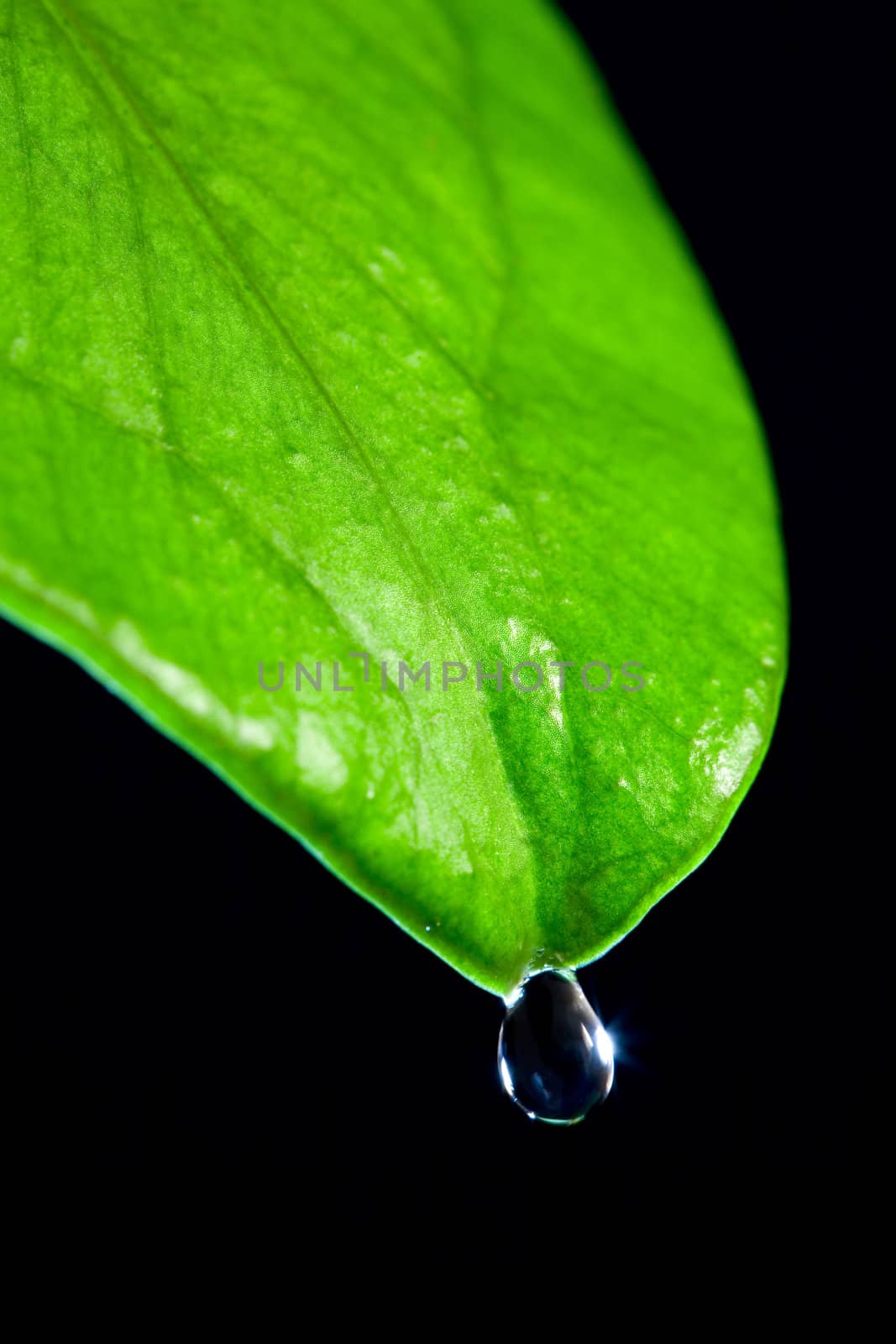 Leaf and drop by Gravicapa