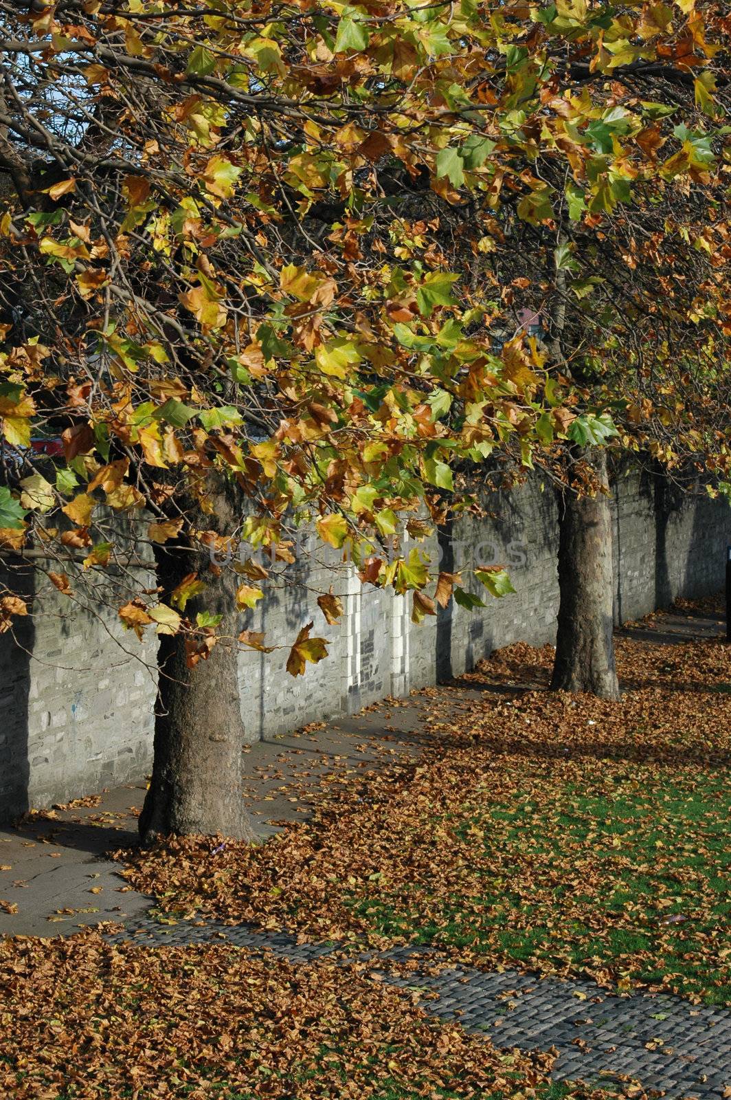 Autumn in Phoenix Park, Dublin