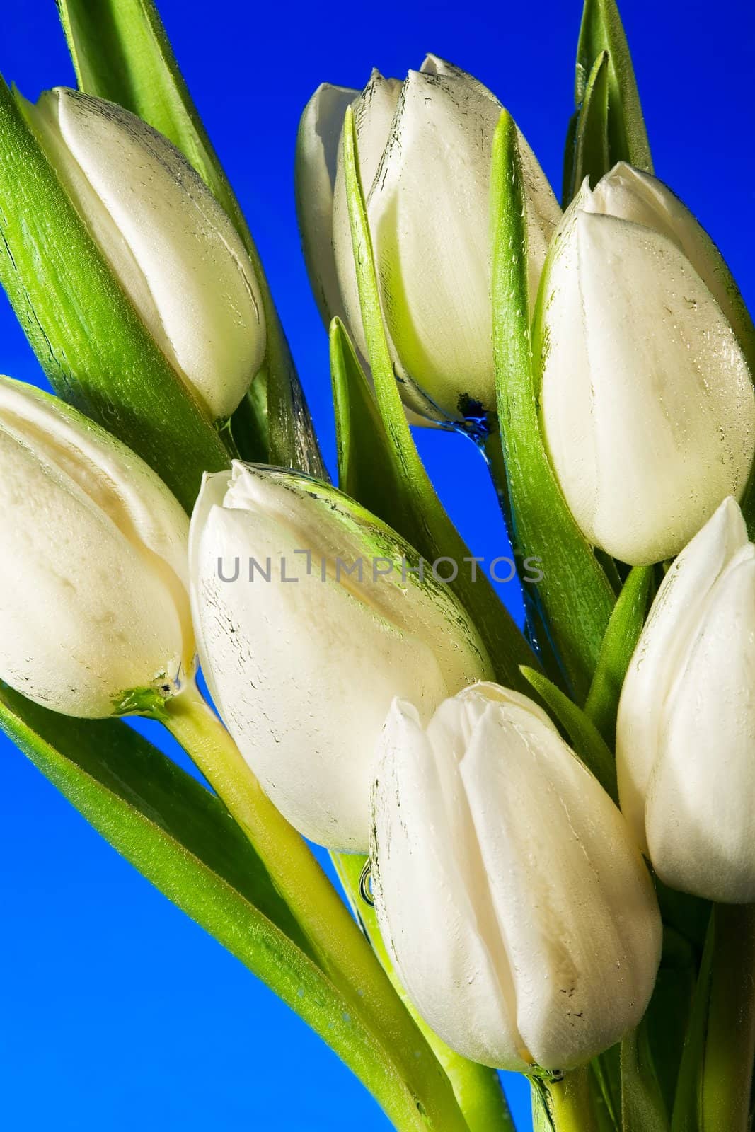 Seven white tulips close up on a dark blue background
