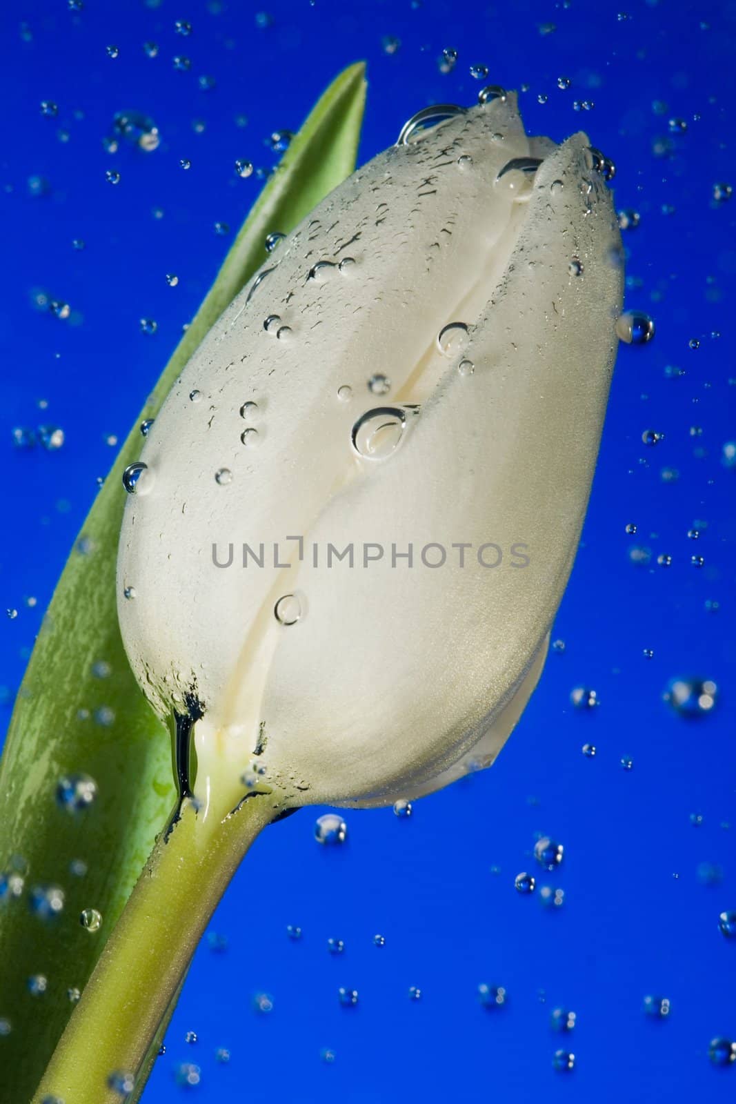White tulip in water on a dark blue background in an environment of vials of air
