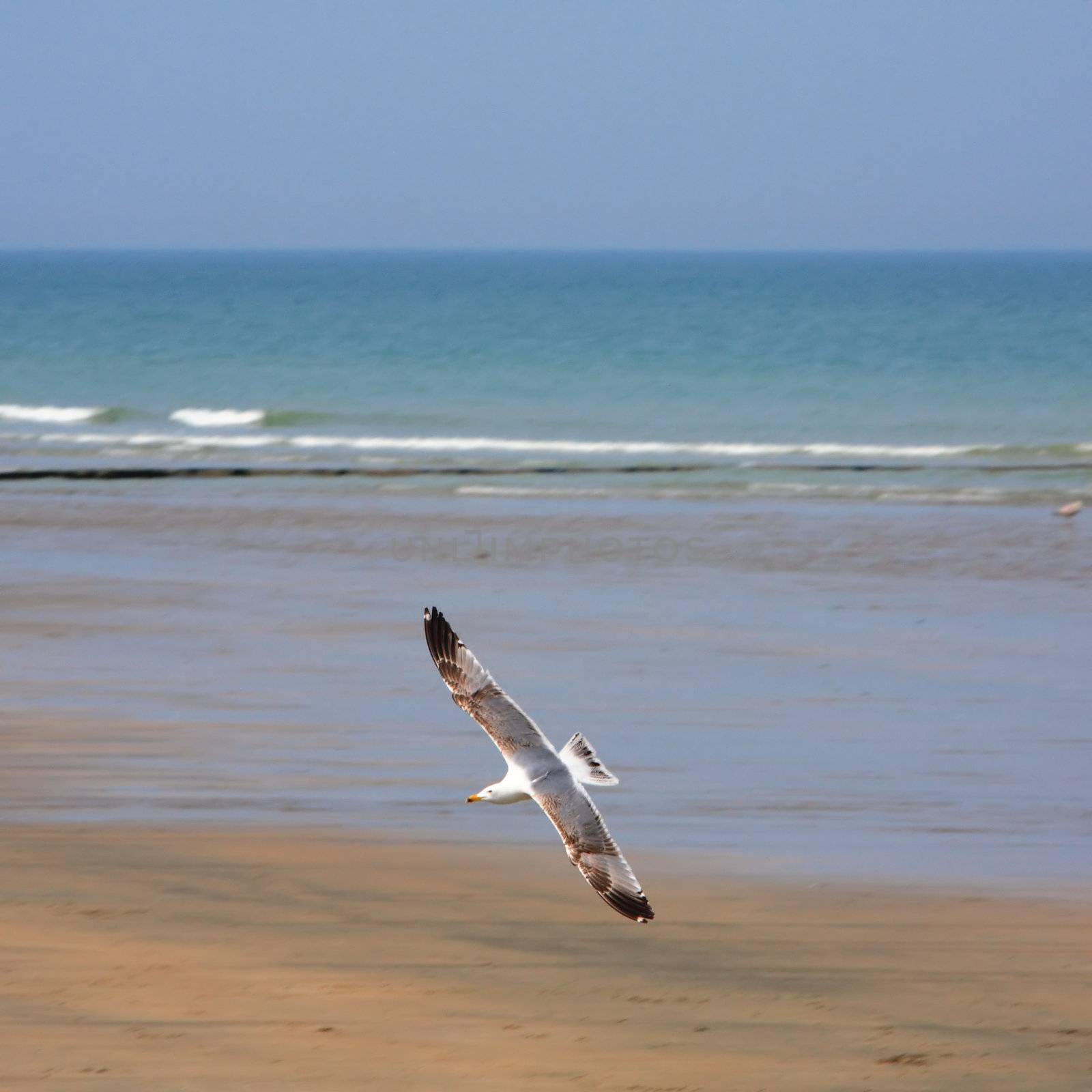 The white seagull flies over a beach
