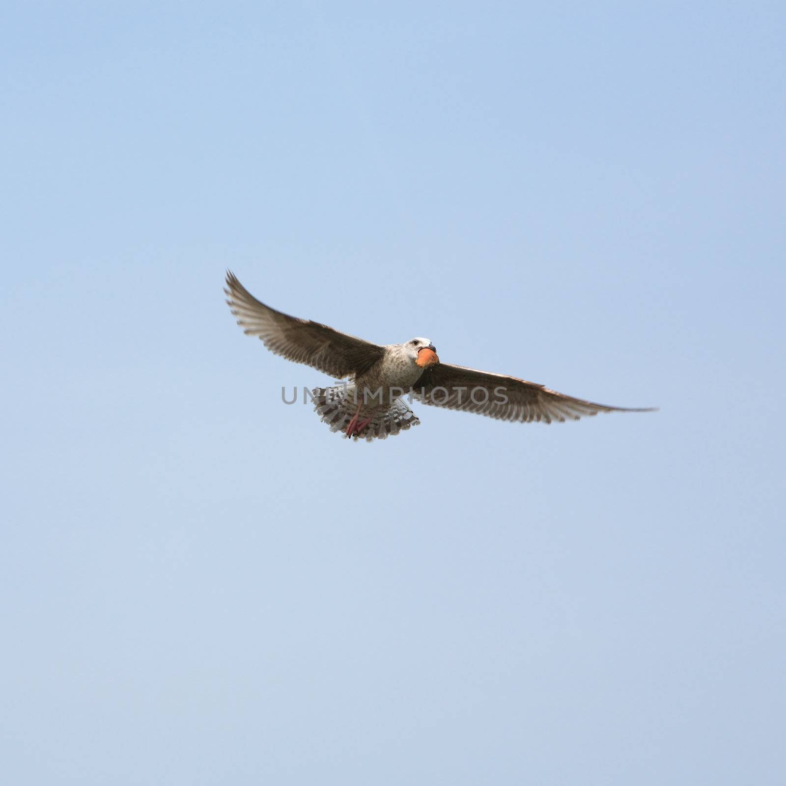 The seagull flies and holds a piece of bread in a beak