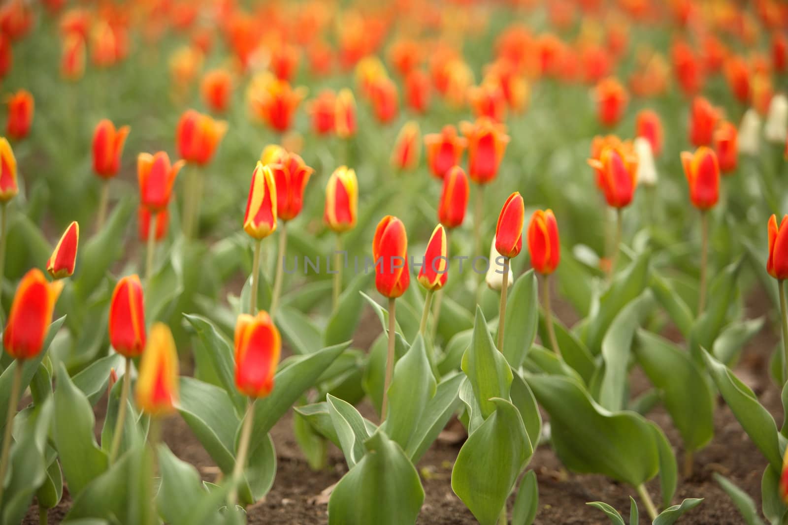 Tulips on a lawn by Gravicapa