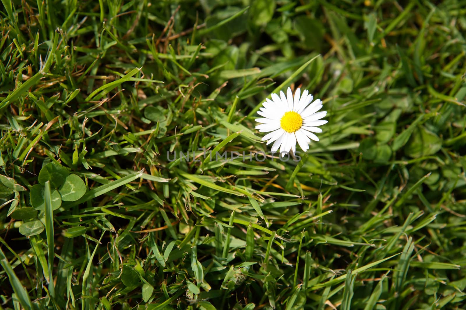 Camomile on a background of a gras