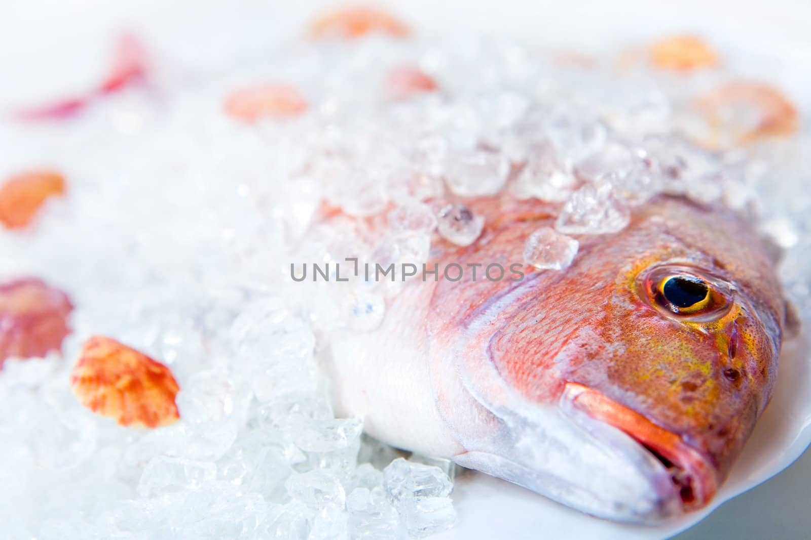 Whole Dorado lays in ice on a white plate with cockleshells close up on a white background
