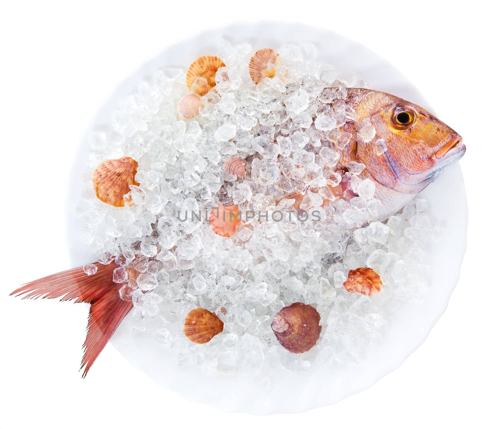 Whole Dorado lays in ice on a white plate with cockleshells on a white background
