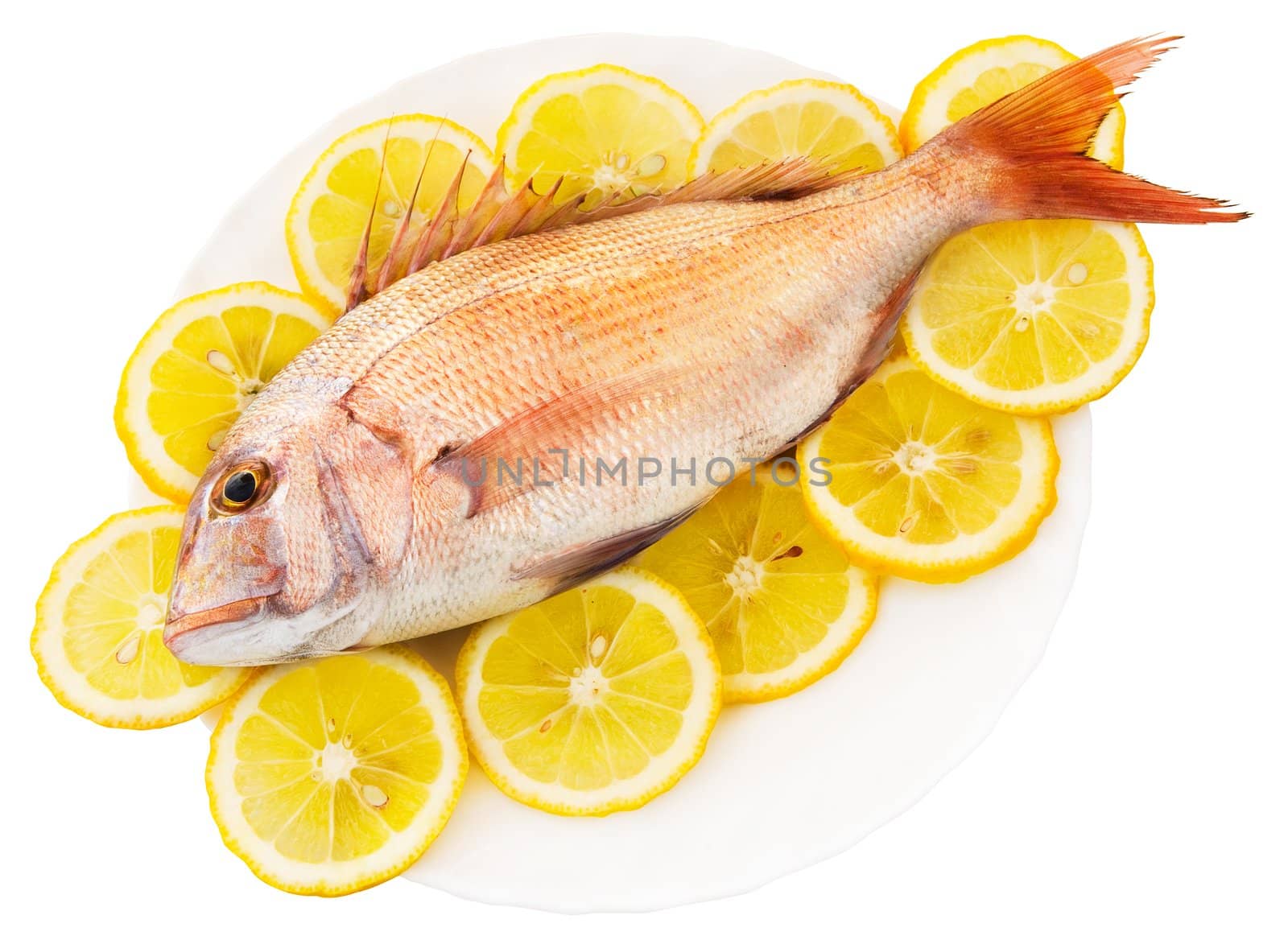 Dorado lays in an environment of circles of a lemon on a white background
