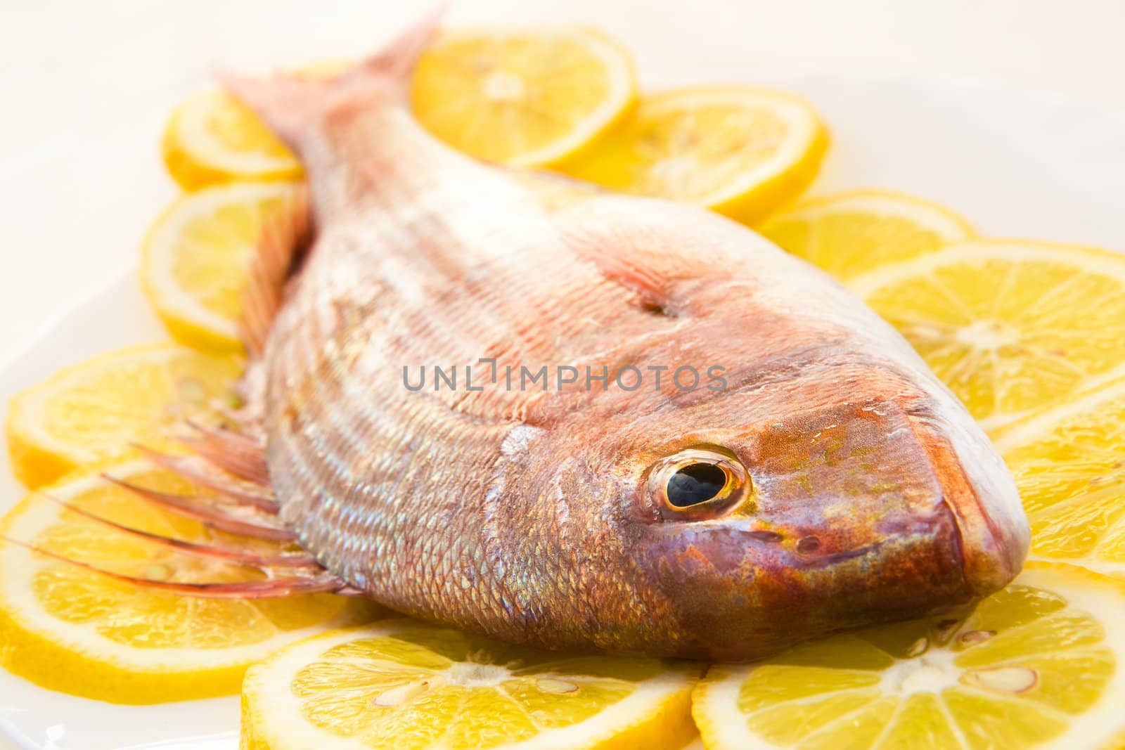 Dorado lays in an environment of slices of a lemon close up on a white background
