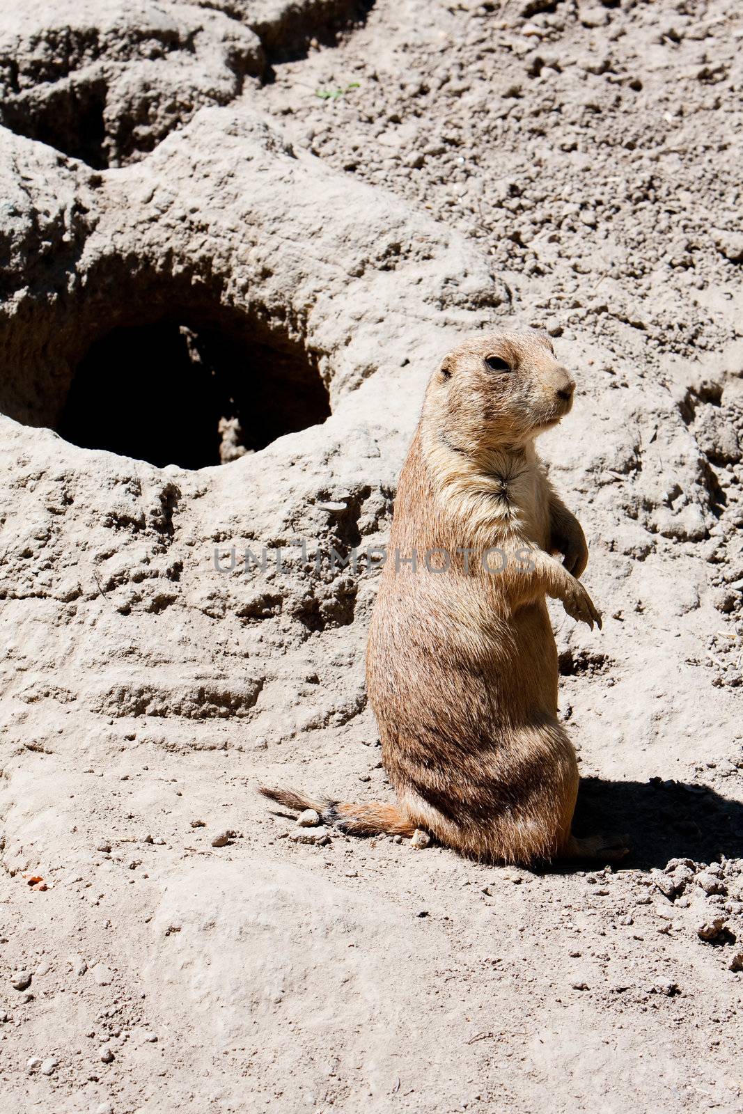 Prairie dog next to burrow by phakimata