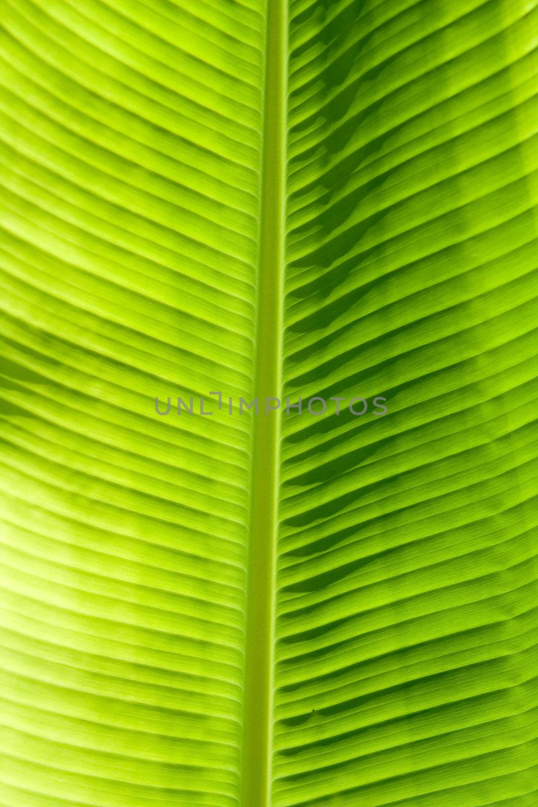 Green leaf texture showing all nerves; Chloroplast with chlorophyll giving color to leaf and used for photosynthesis.