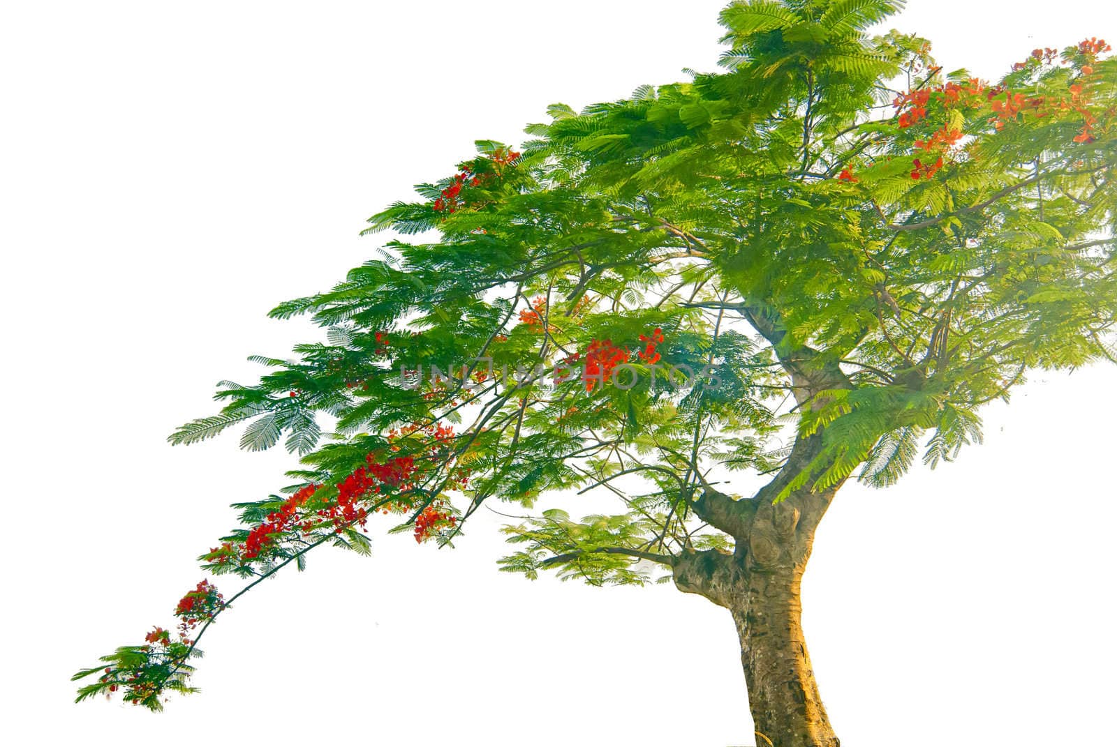 Royal poinciana isolated on white background by xfdly5
