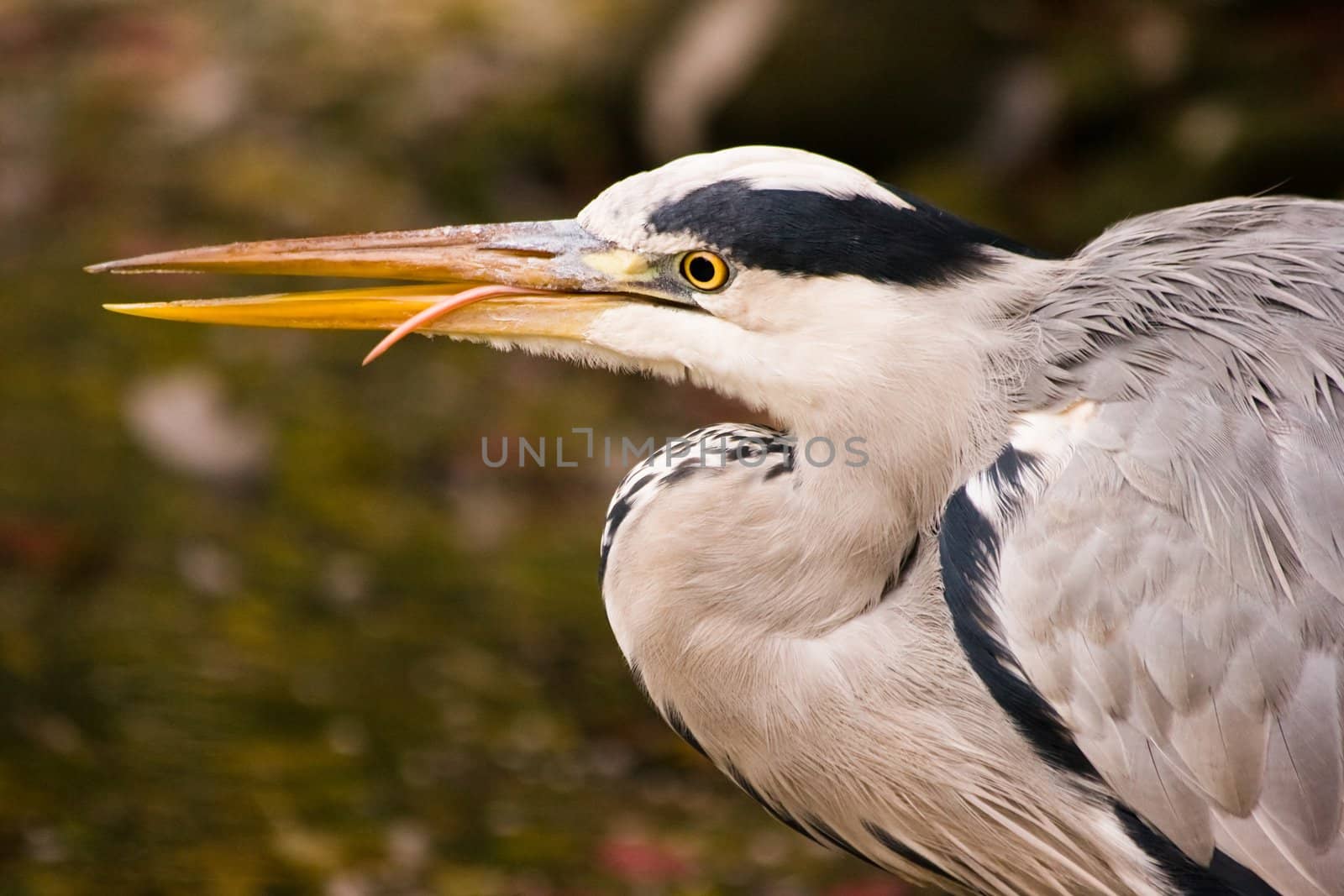 Grey heron fishing by Colette