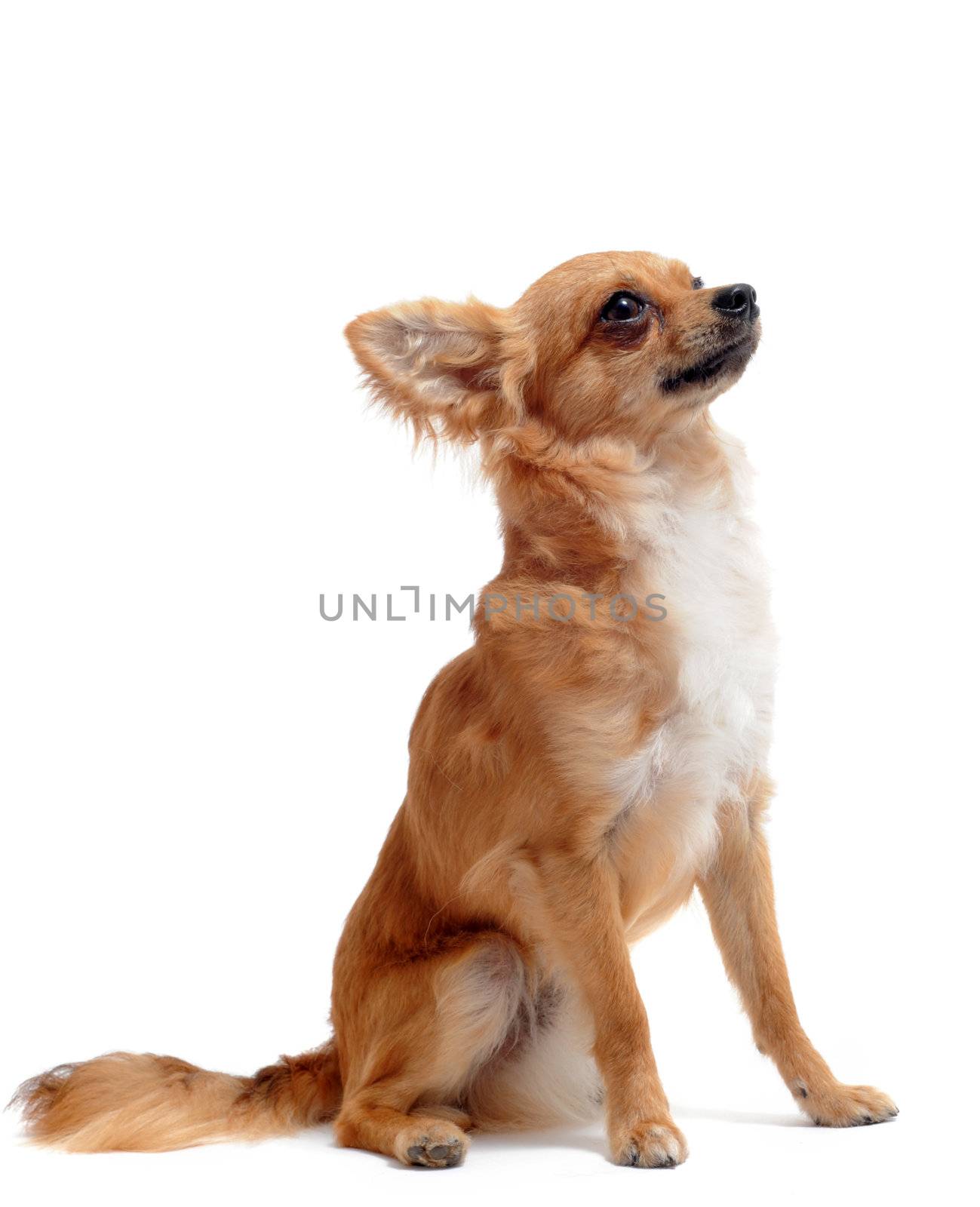 portrait of a cute purebred chihuahua in front of white background