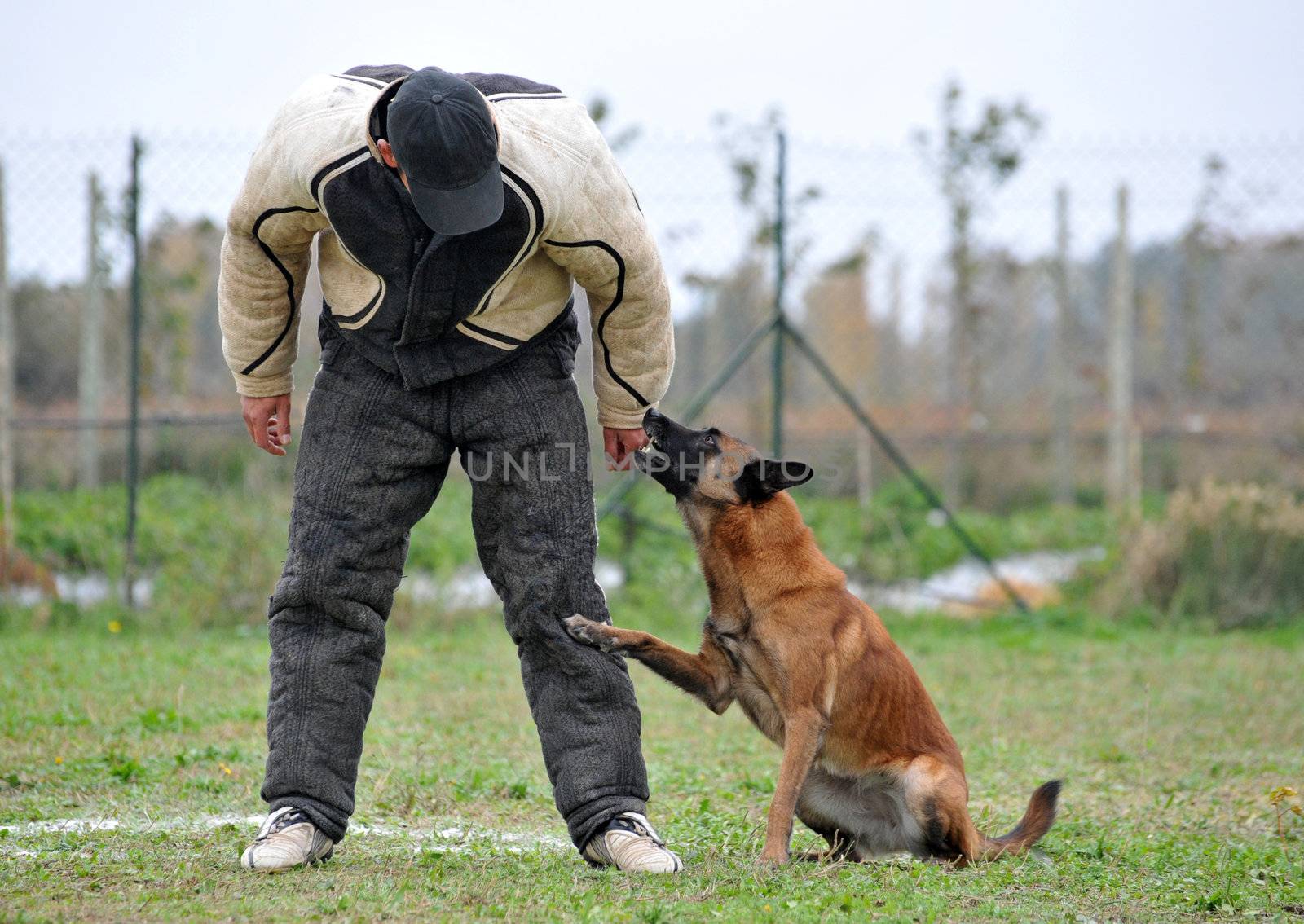 malinois and man in attack by cynoclub