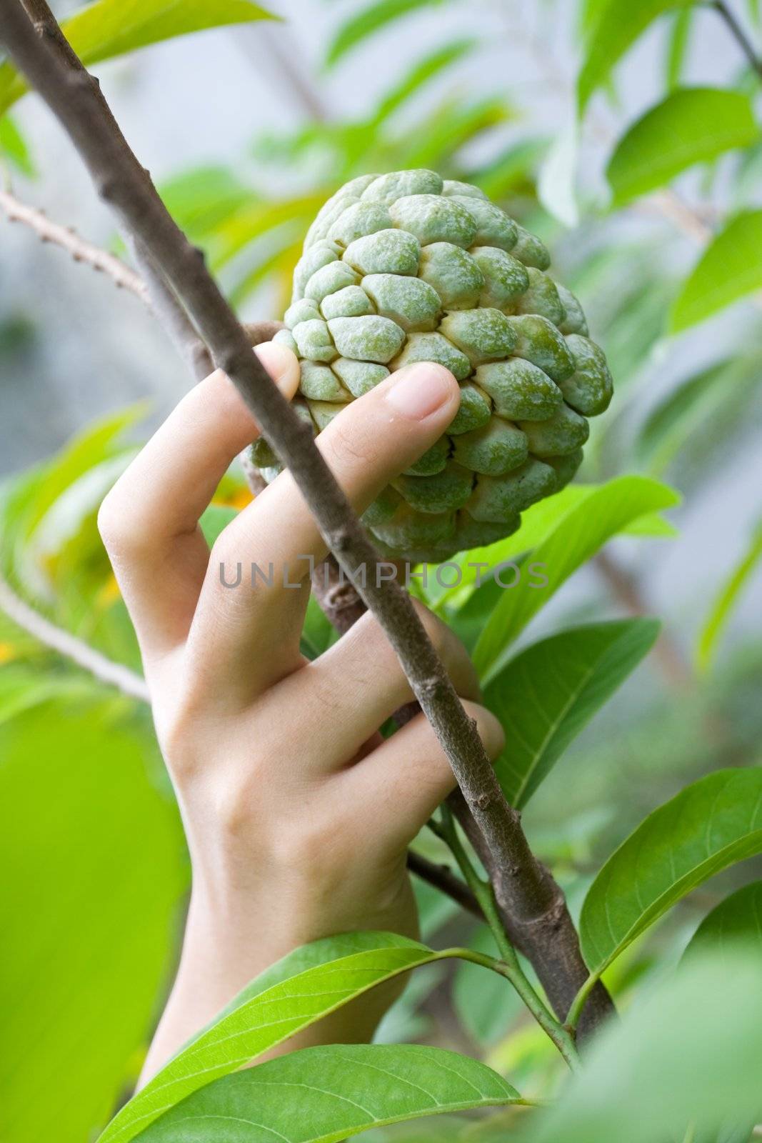 woman's hand picking up a fresh custard apple right from it's tree