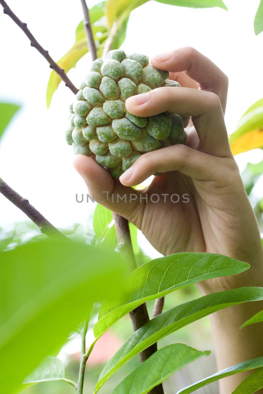 woman's hand picking up a fresh custard apple right from it's tree