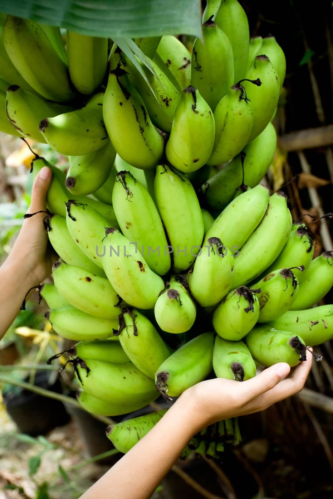 a person showing harvest of banana fruit 