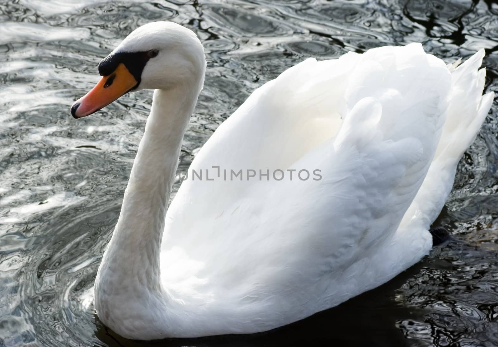 White swan swimming around in morning sunshine