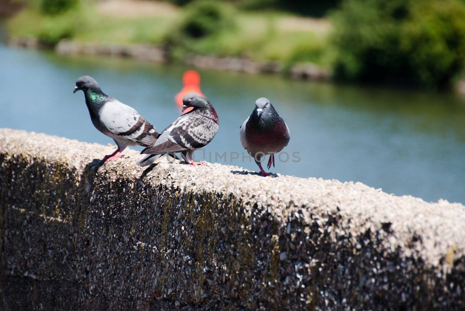 Pigeons sitting on a wall next to river Neckar in Stuttgart, Germany