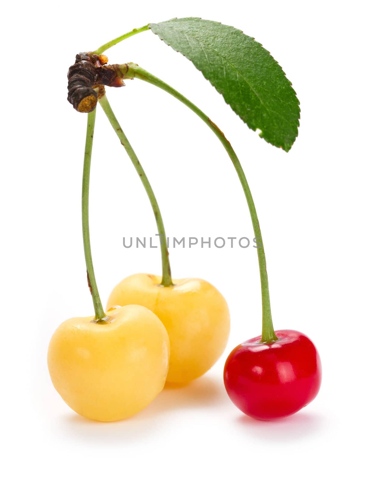 Sweet cherry isolated on white