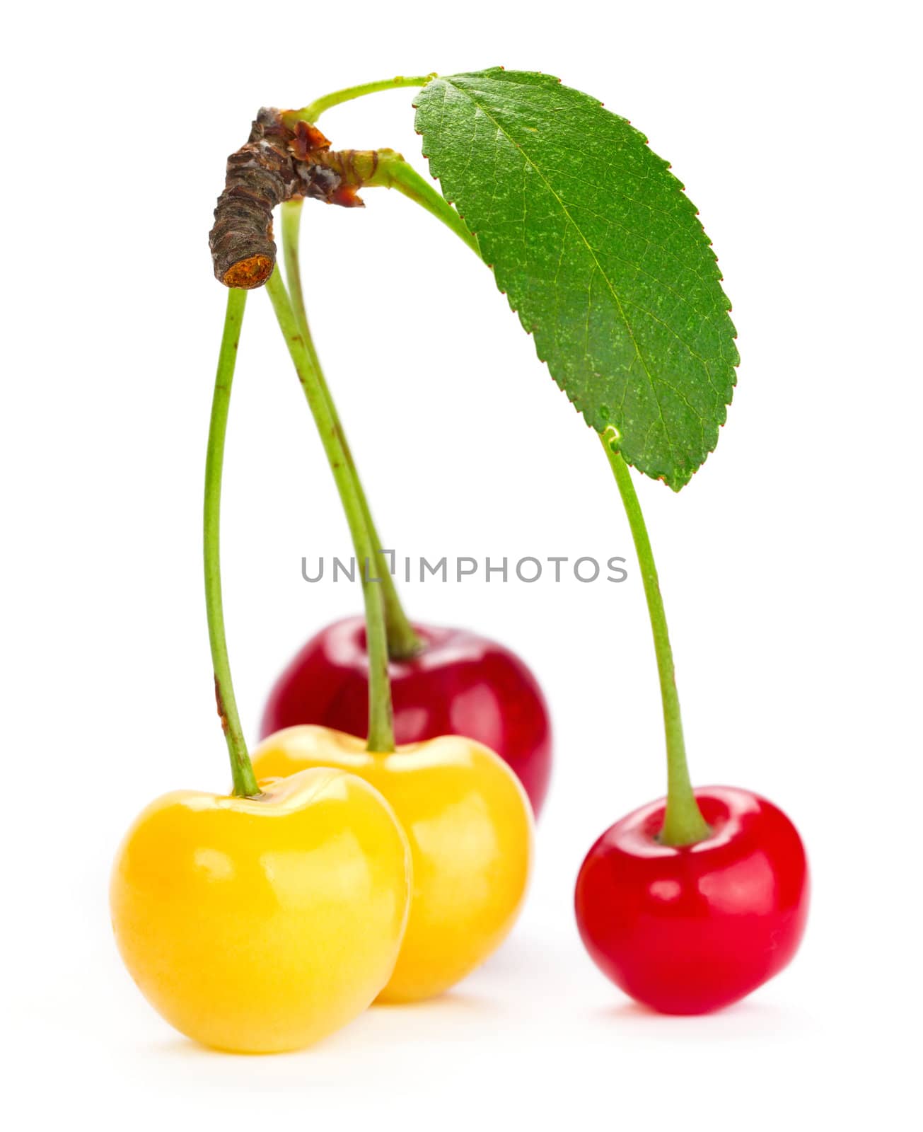 Sweet cherry isolated on white by Bedolaga