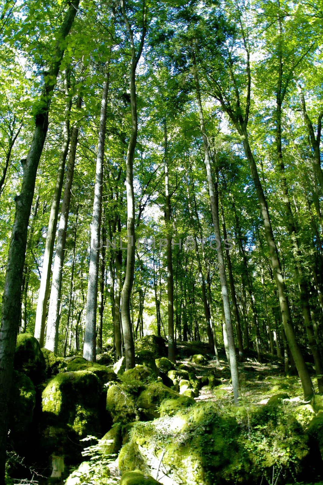  mystic forest  by peromarketing