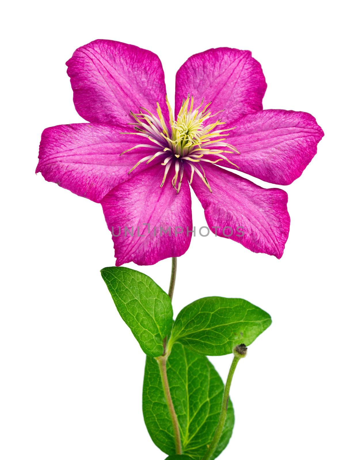 clematis flower