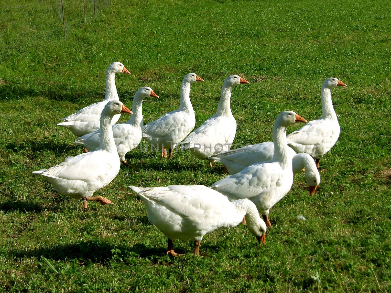 picture of a group of white geese on green grass
